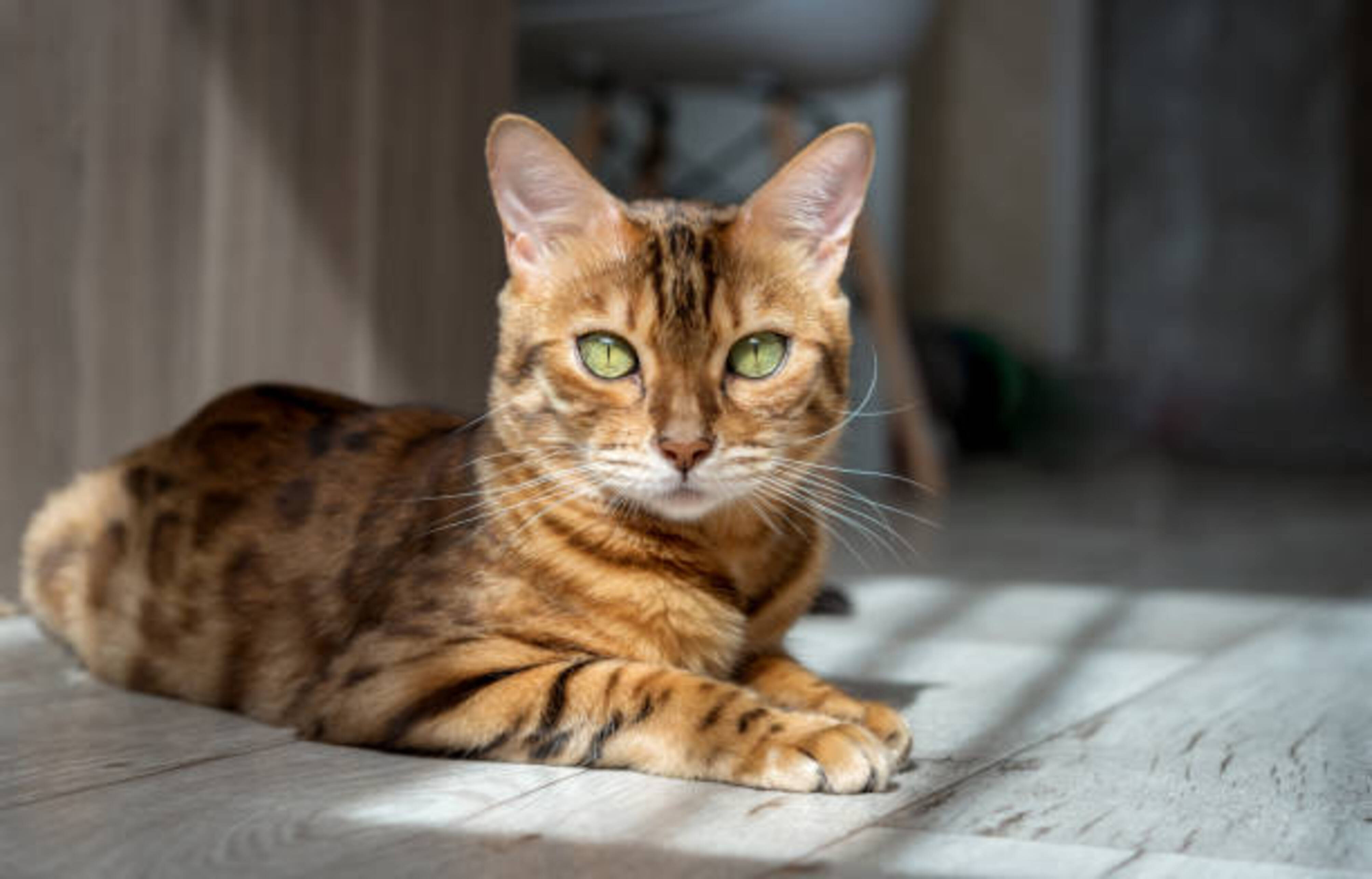 chat bengal allongé qui nous regarde