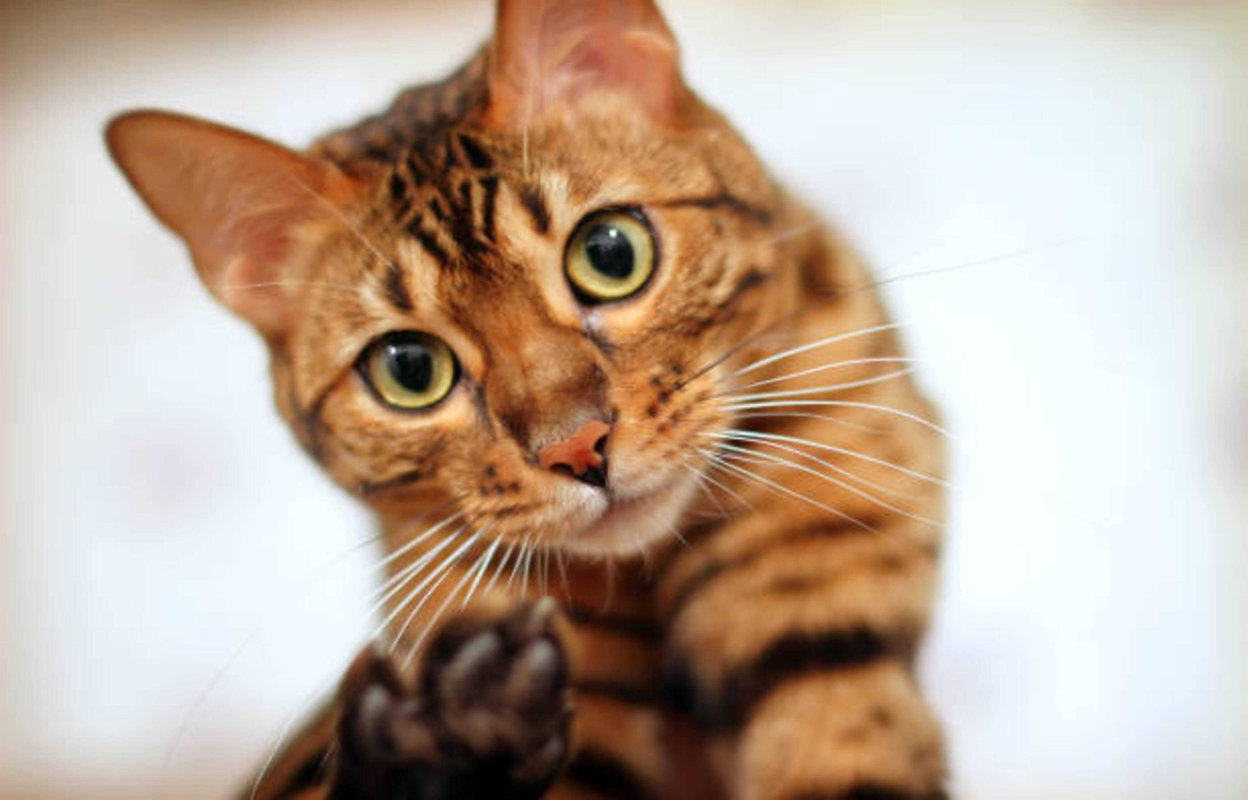 chat Bengal qui nous regarde