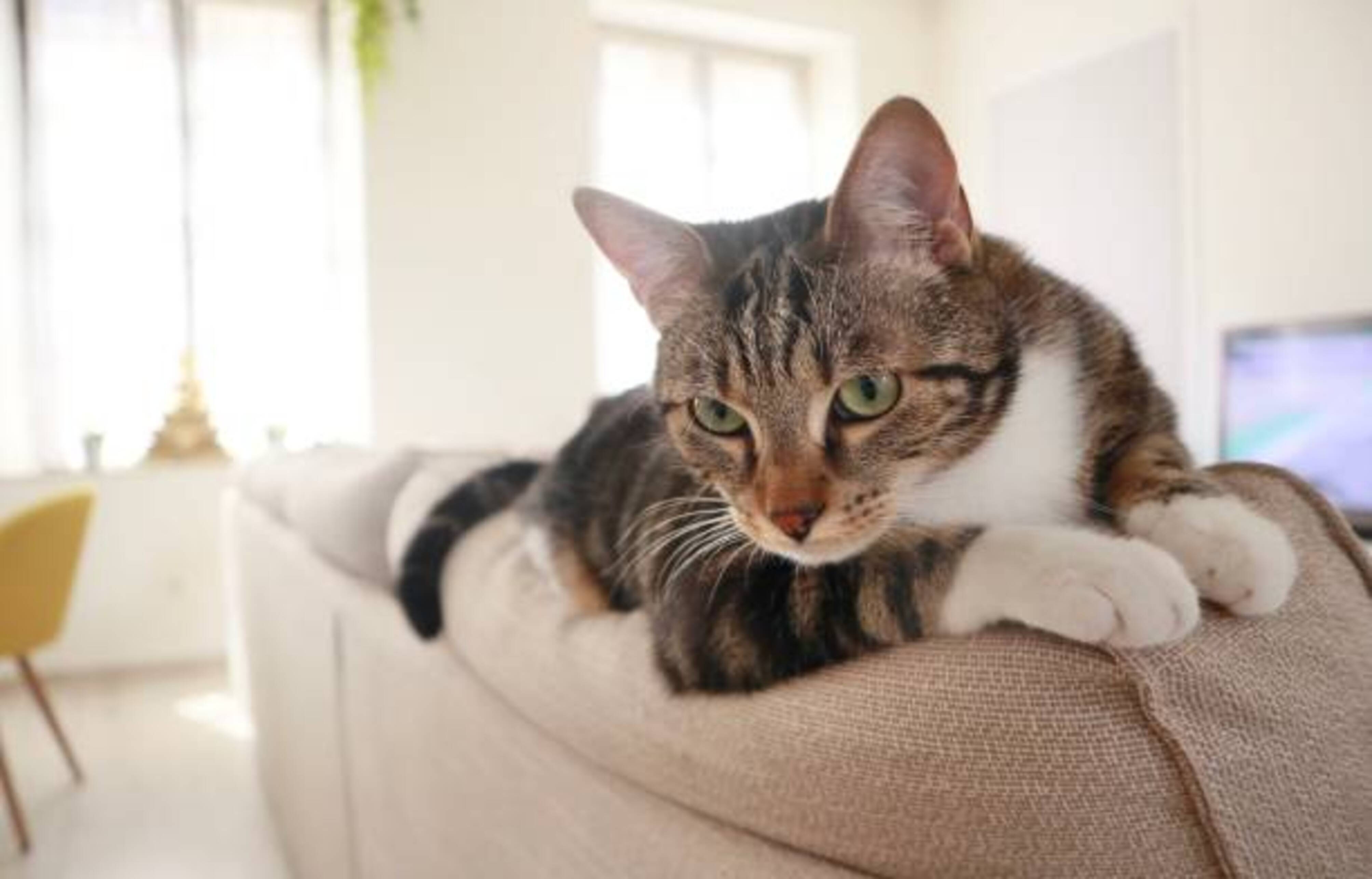 chat allongé sur un canapé