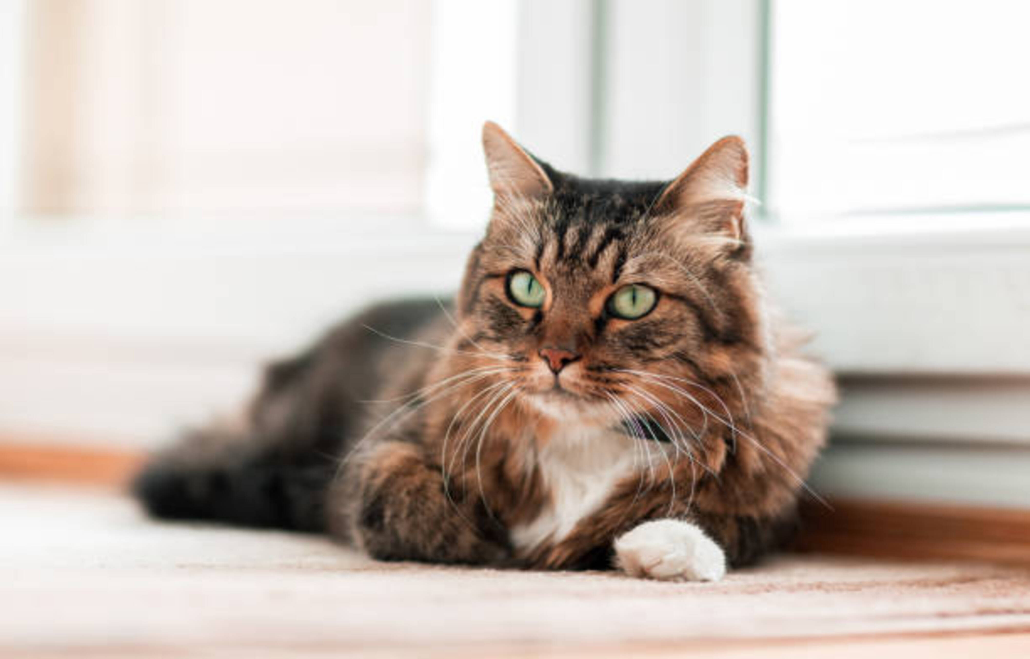 chat allongé devant une fenêtre