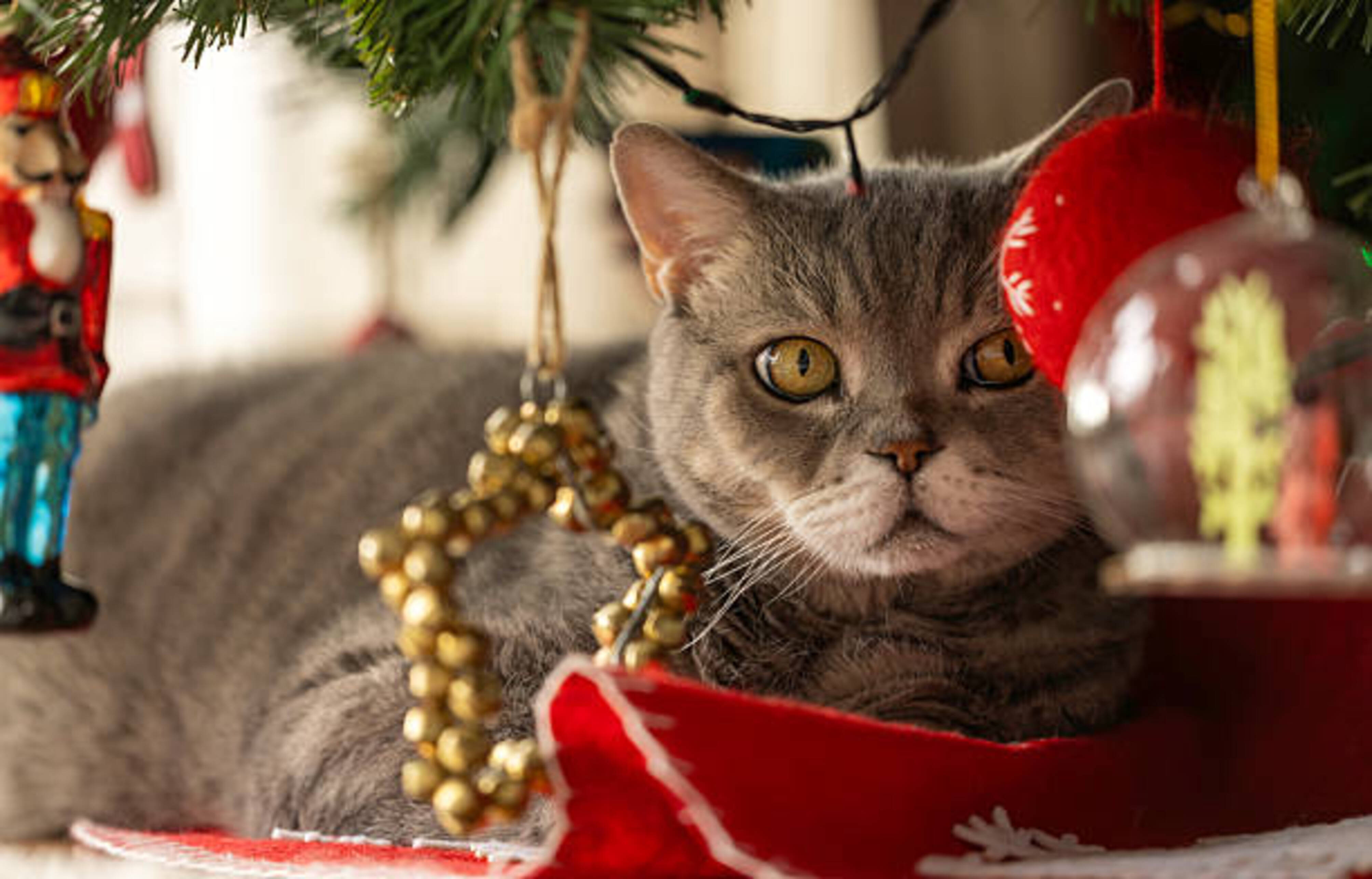 chat allongé sous les décorations d'un sapin de Noël