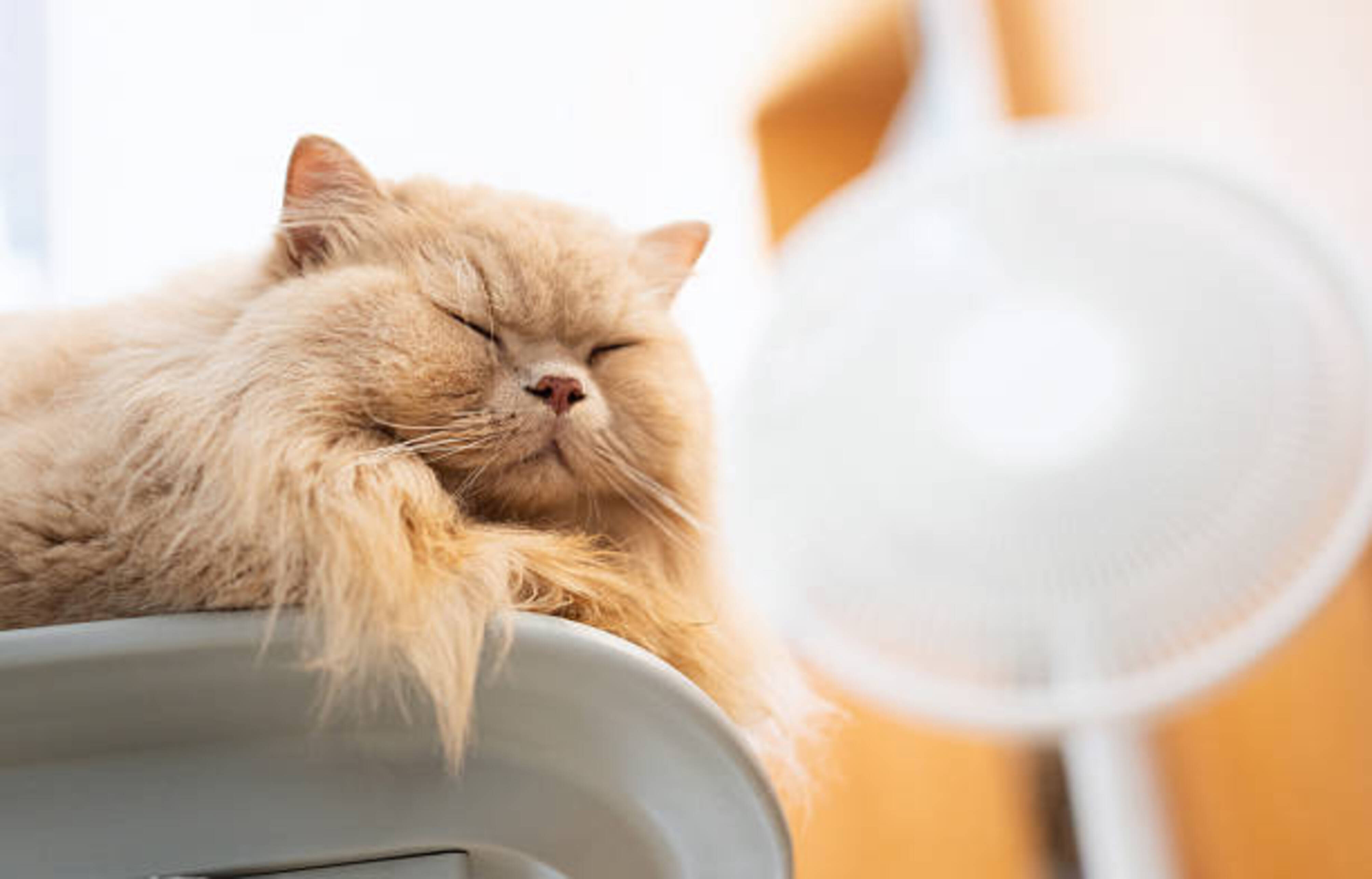 chat qui se repose à proximité d'un ventilateur