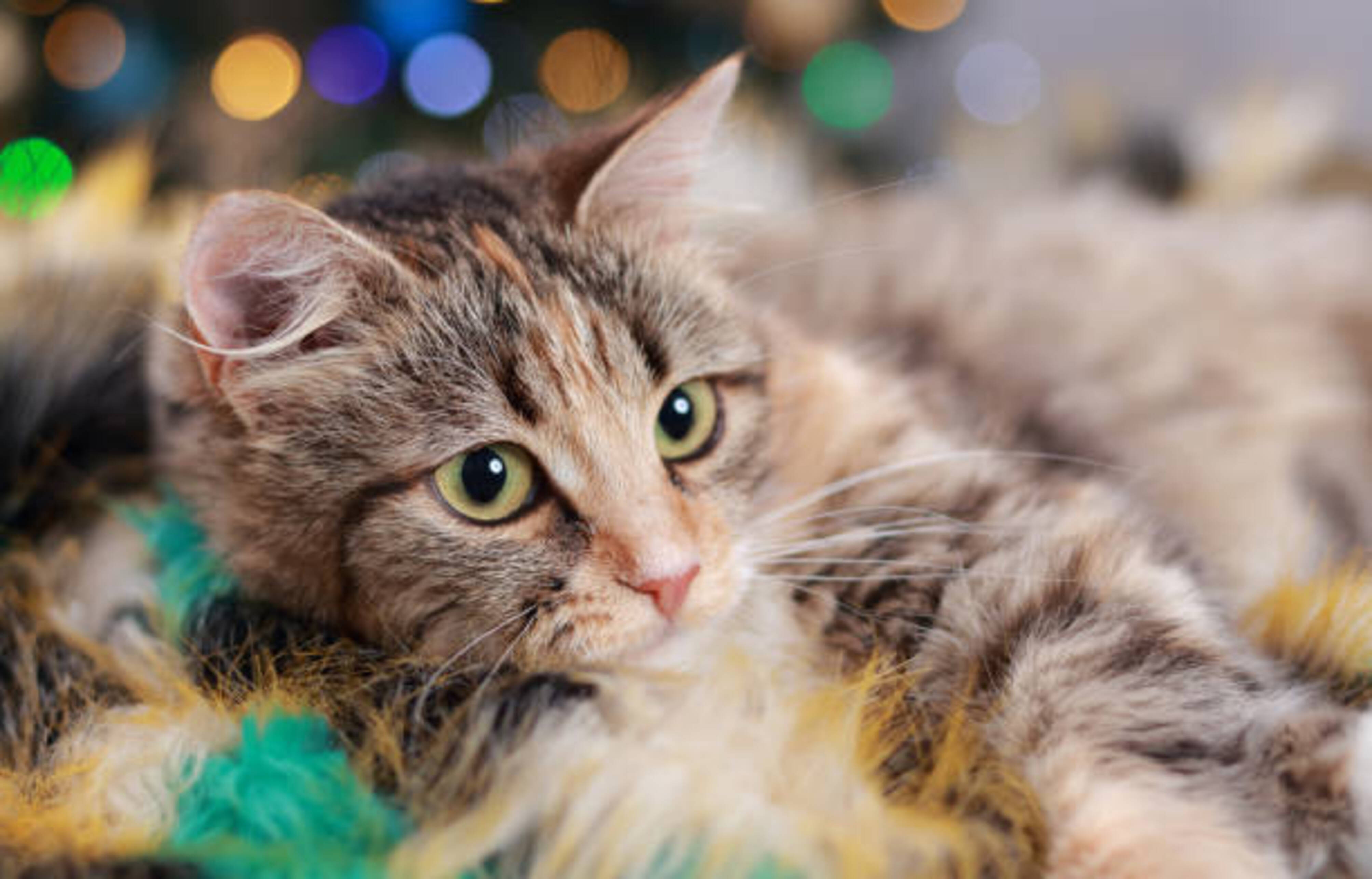 chat allongé avec une patte étirée sur l'avant et un fond de lumières de Noël