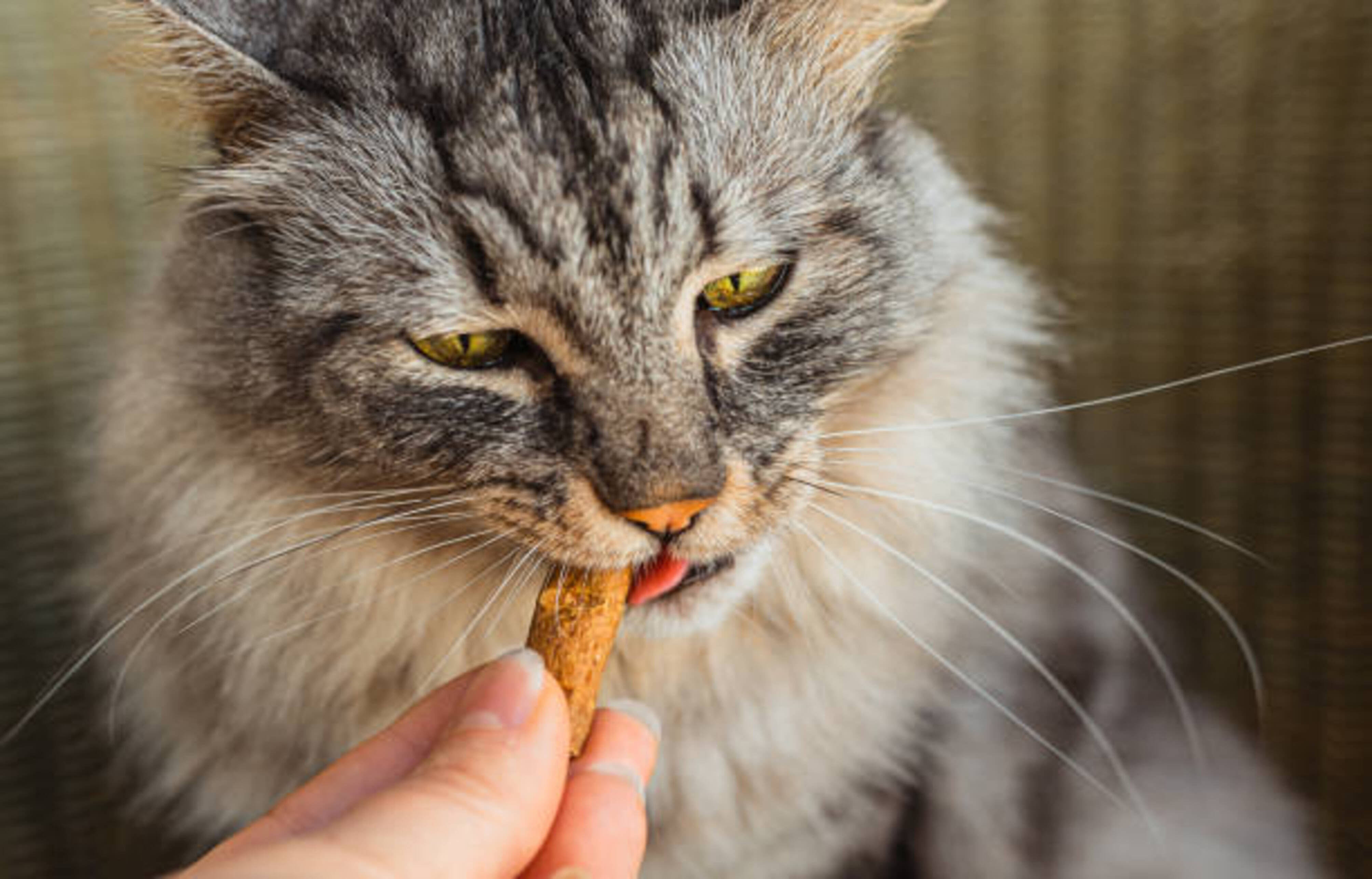 chat qui mange une friandise
