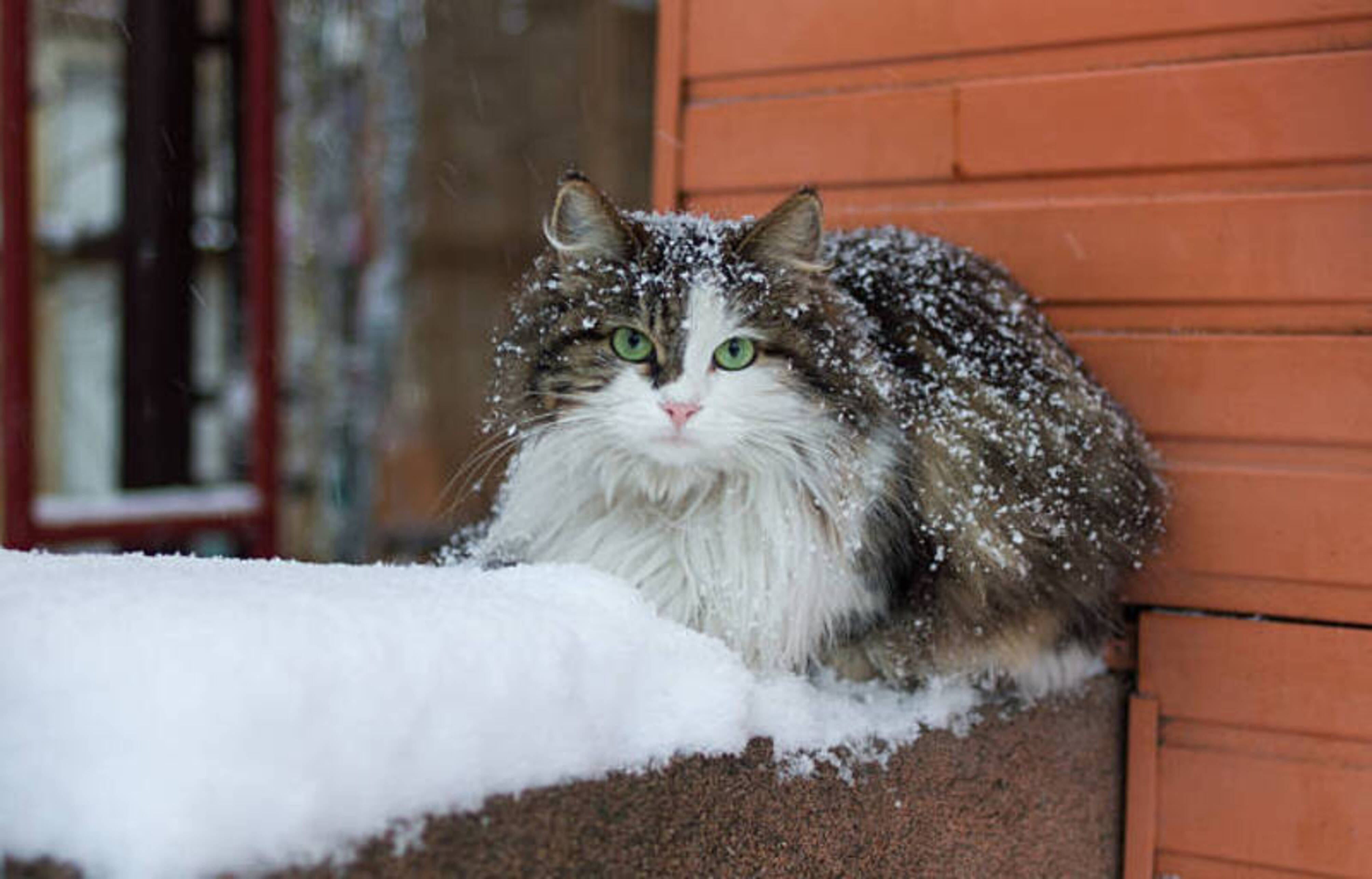 chat dehors dans la neige