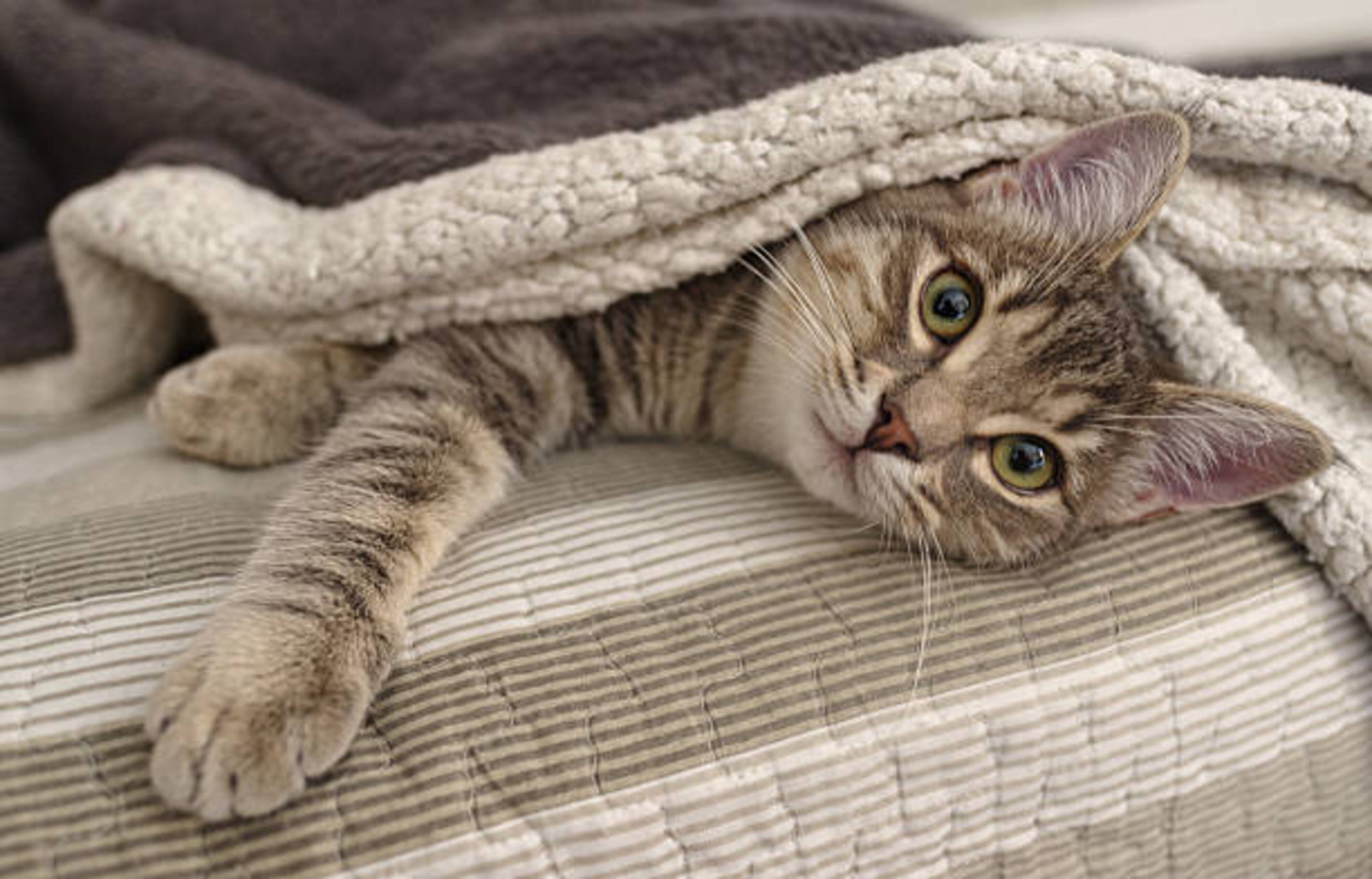 chat allongé sous une couverture