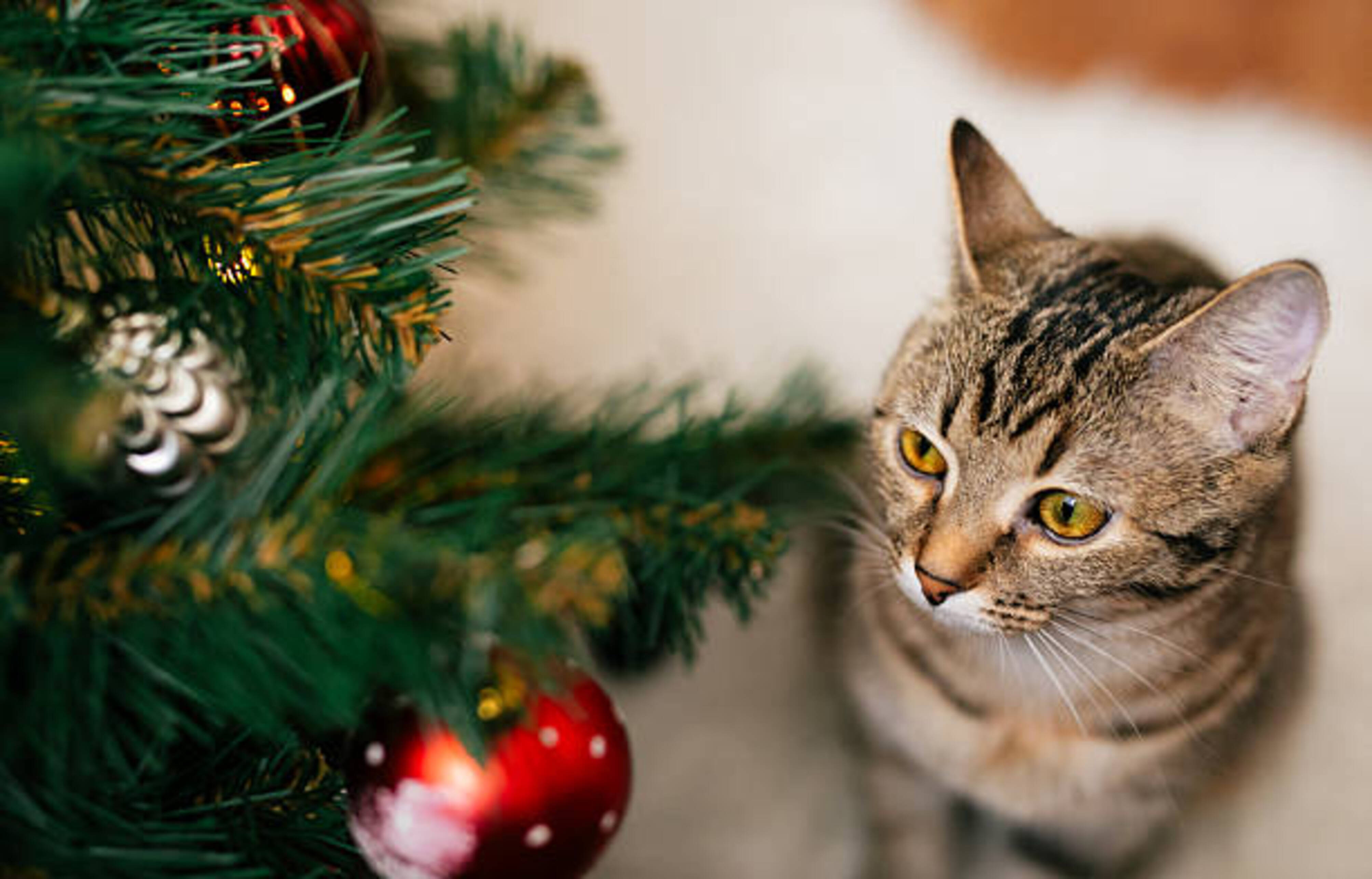 chat qui regarde les décorations de Noël sur un sapin