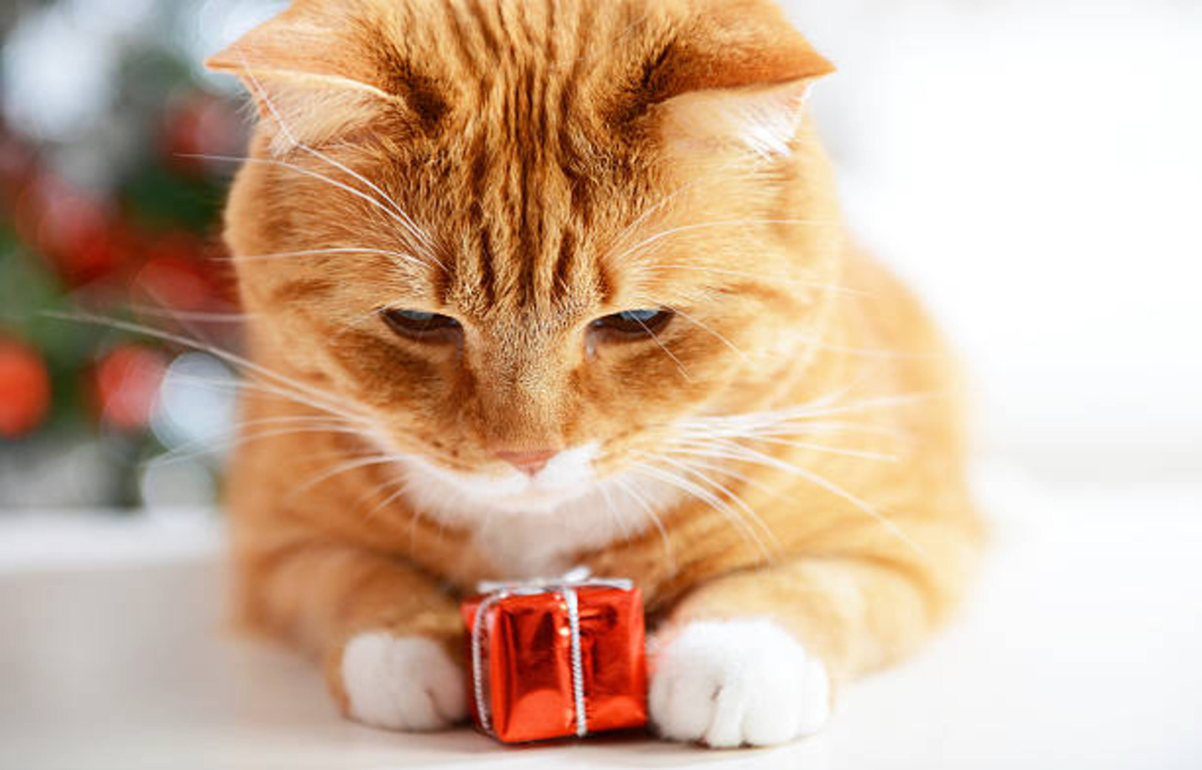 chat qui jouet avec une décoration de Noël en forme de paquet cadeau