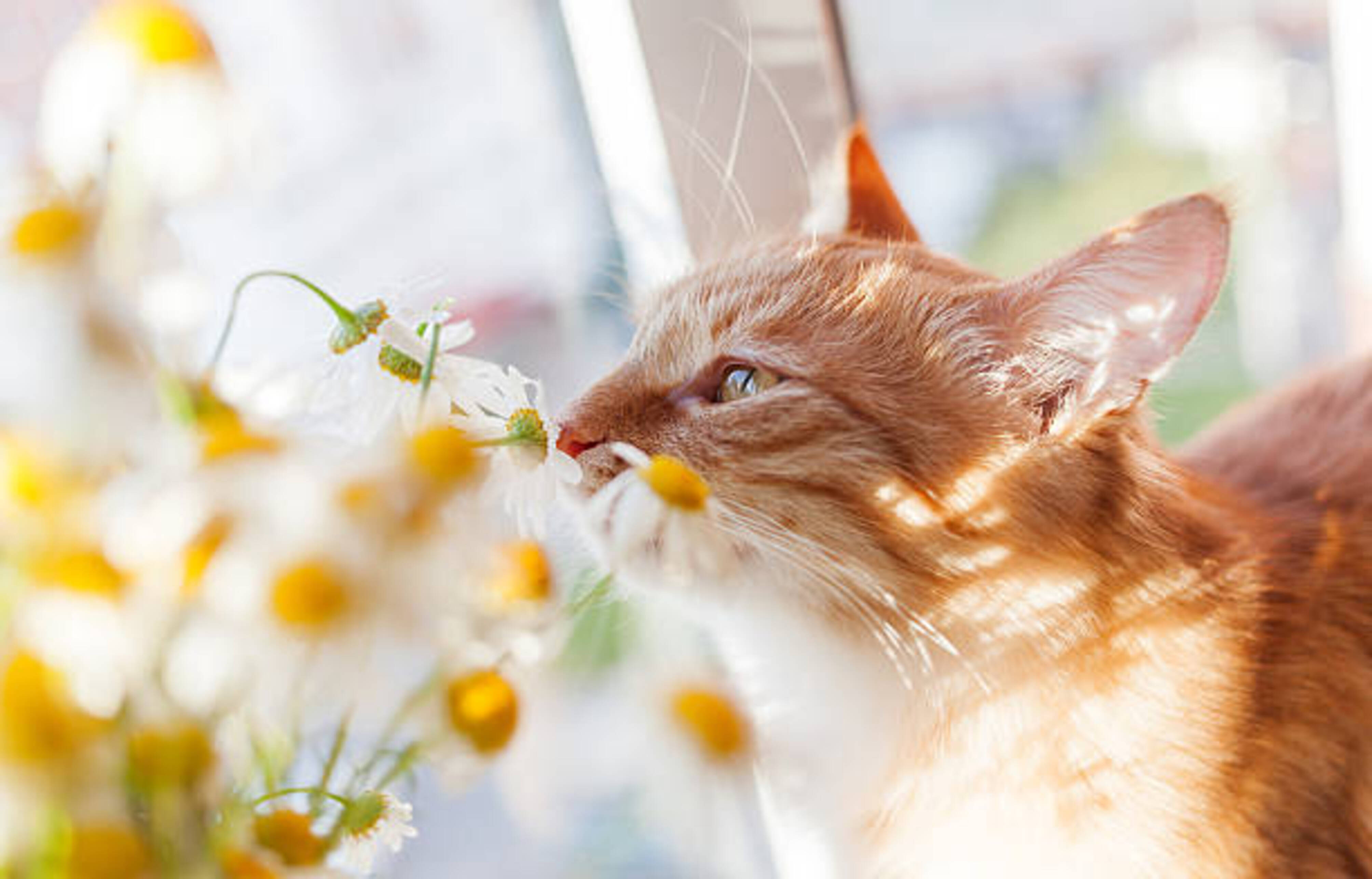 chat roux qui renifle un bouquet de fleurs