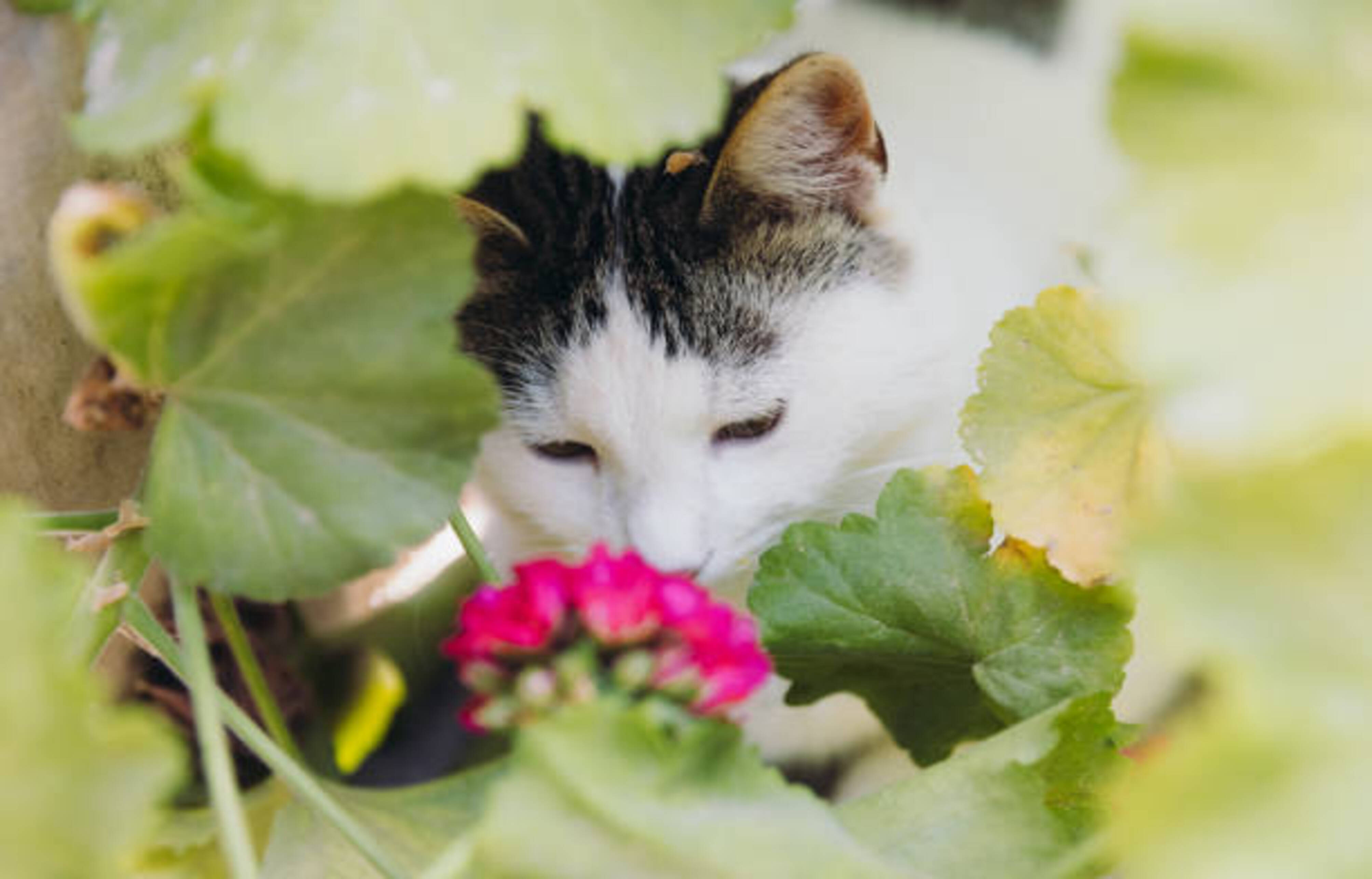 chat qui sent une plante avec des fleurs