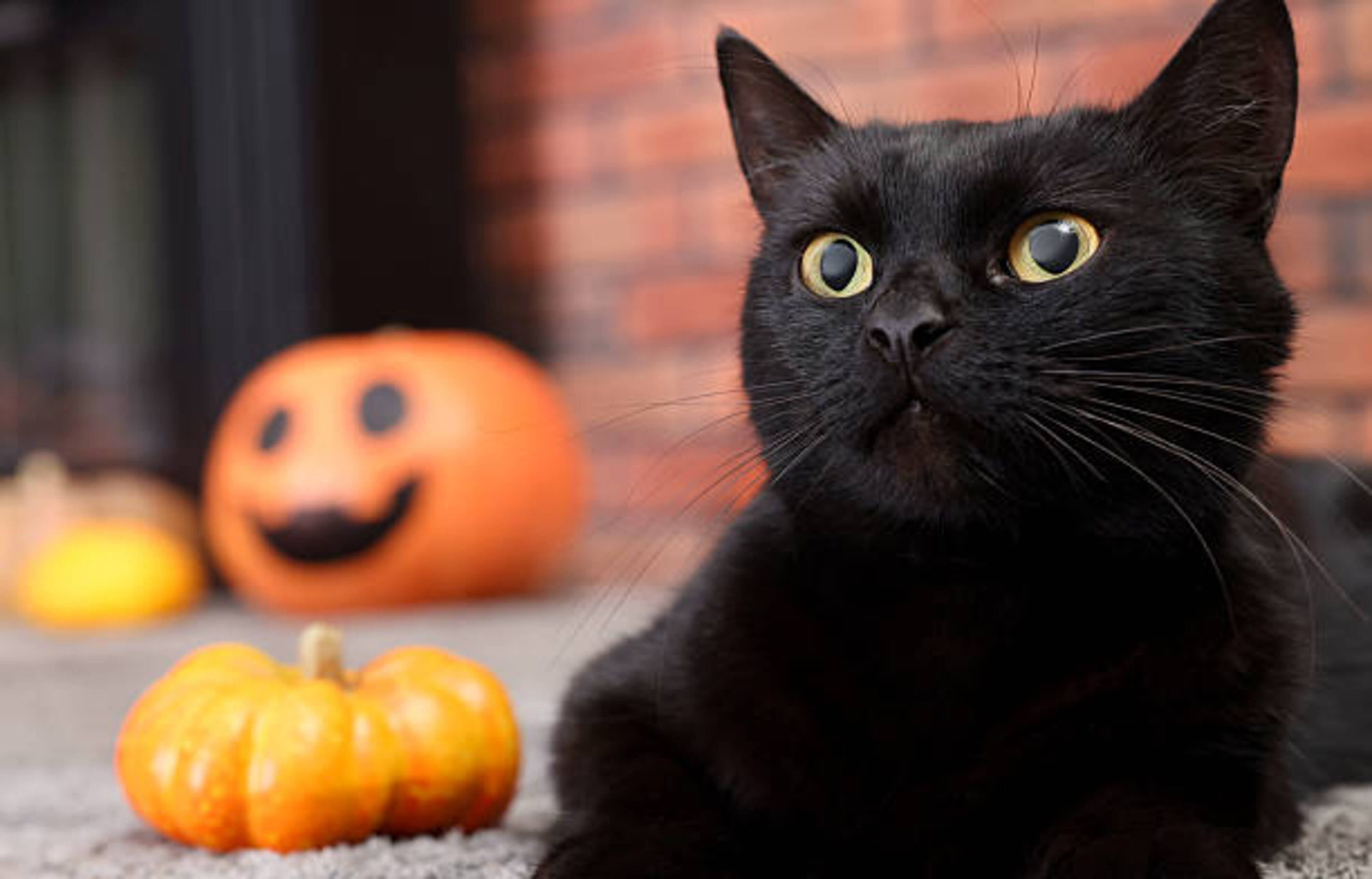 chat noir avec des citrouilles en arrière plan