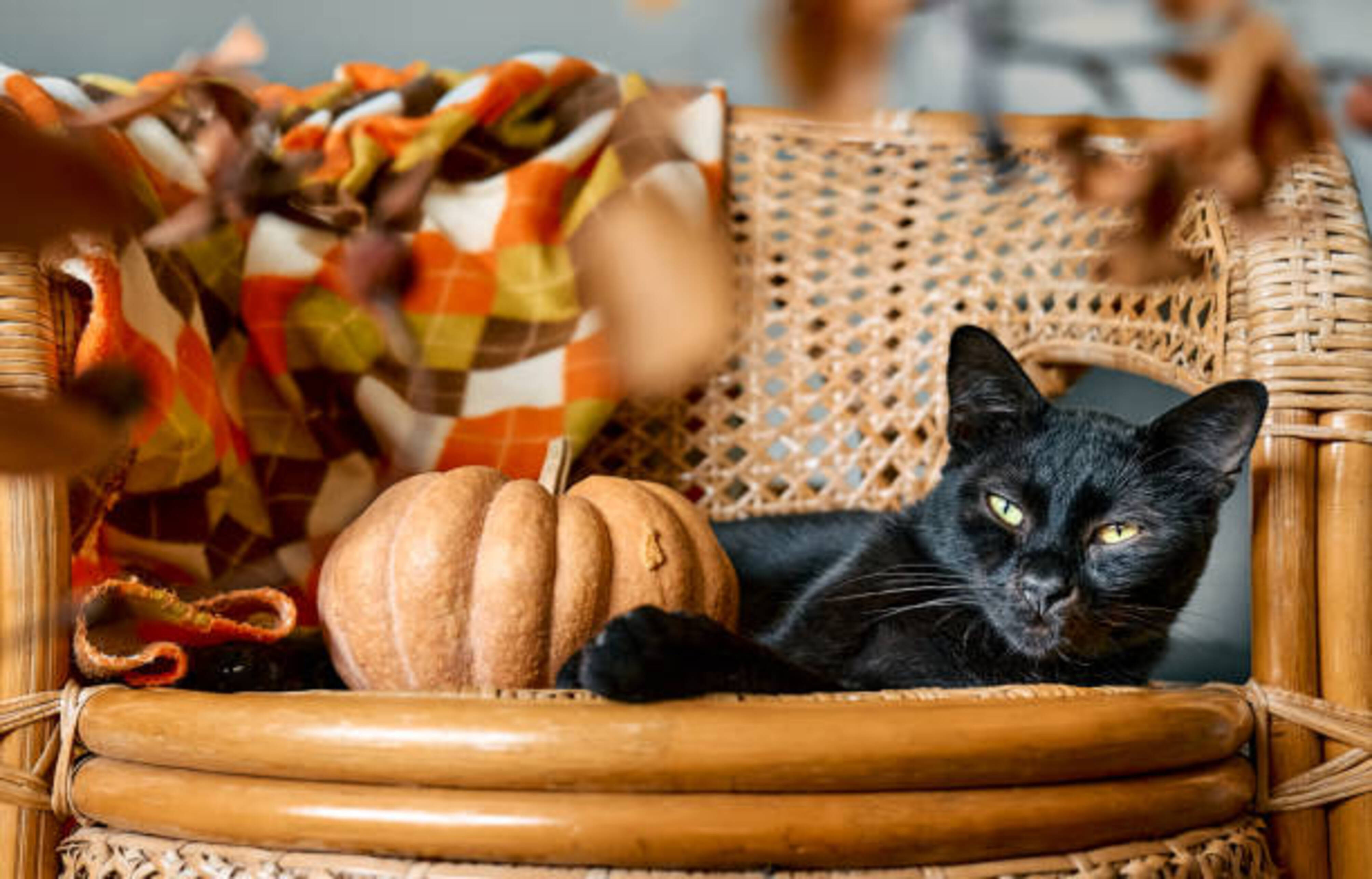 chat allongé sur une chaise avec une citrouille à côté de lui
