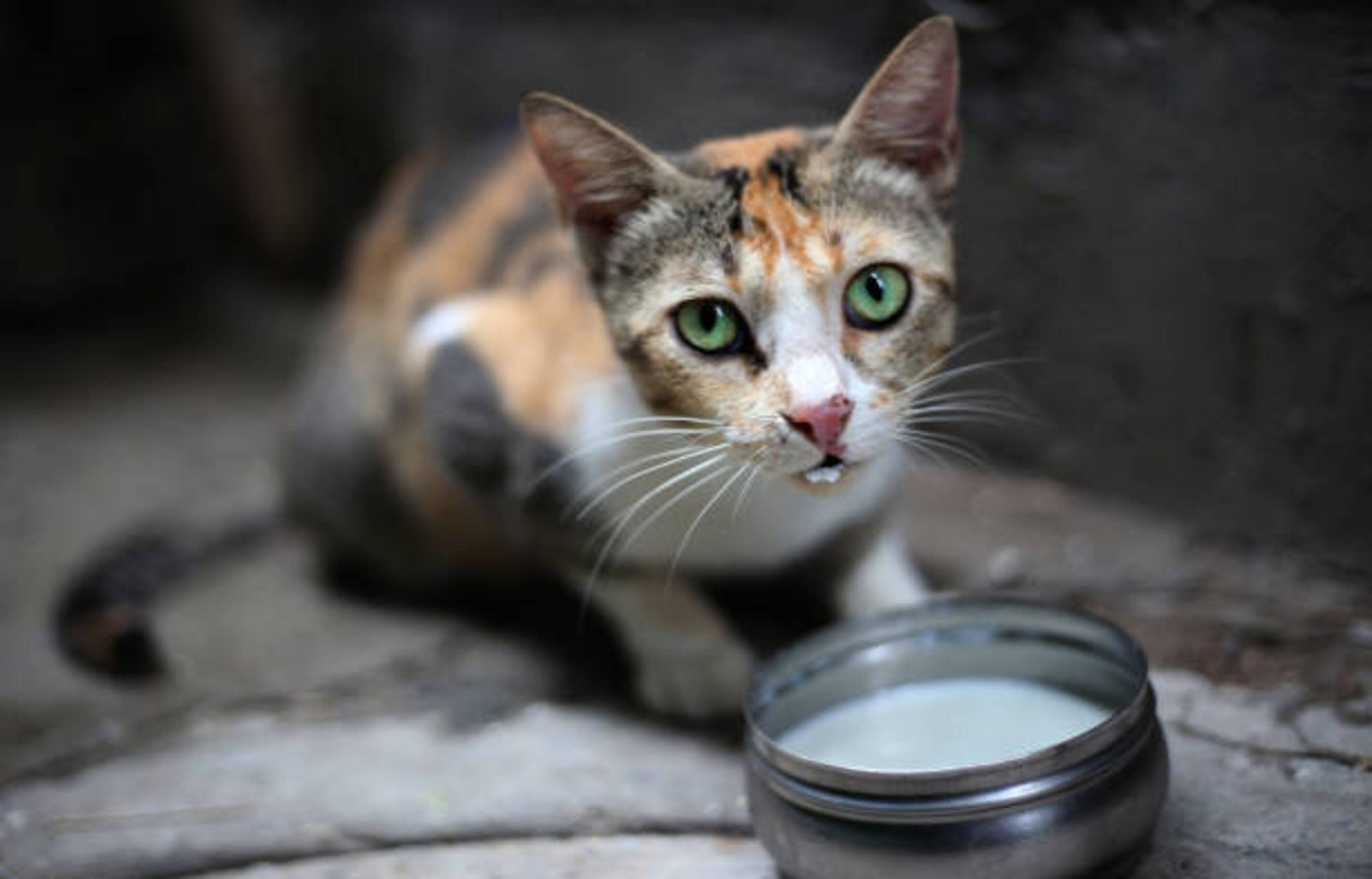 chat qui boit du lait