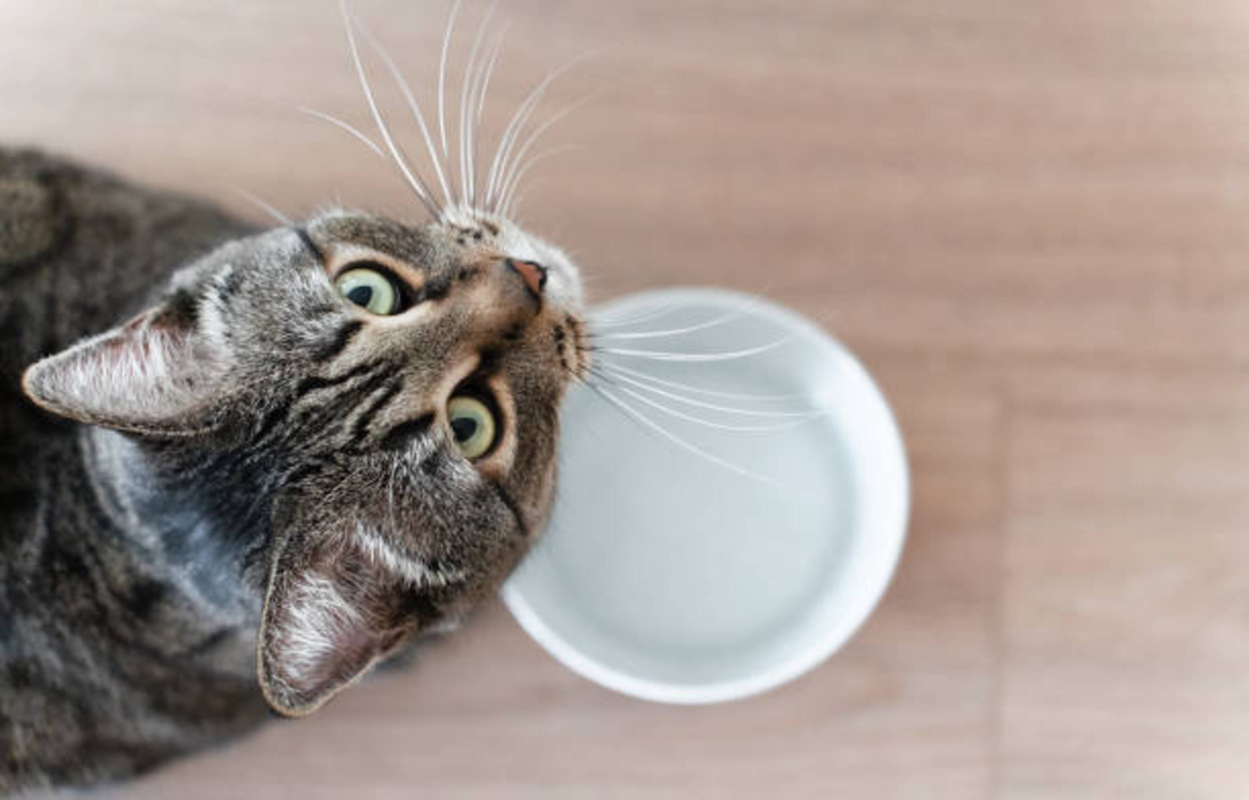 Chat qui nous regarde avec une gamelle d'eau en arrière plan