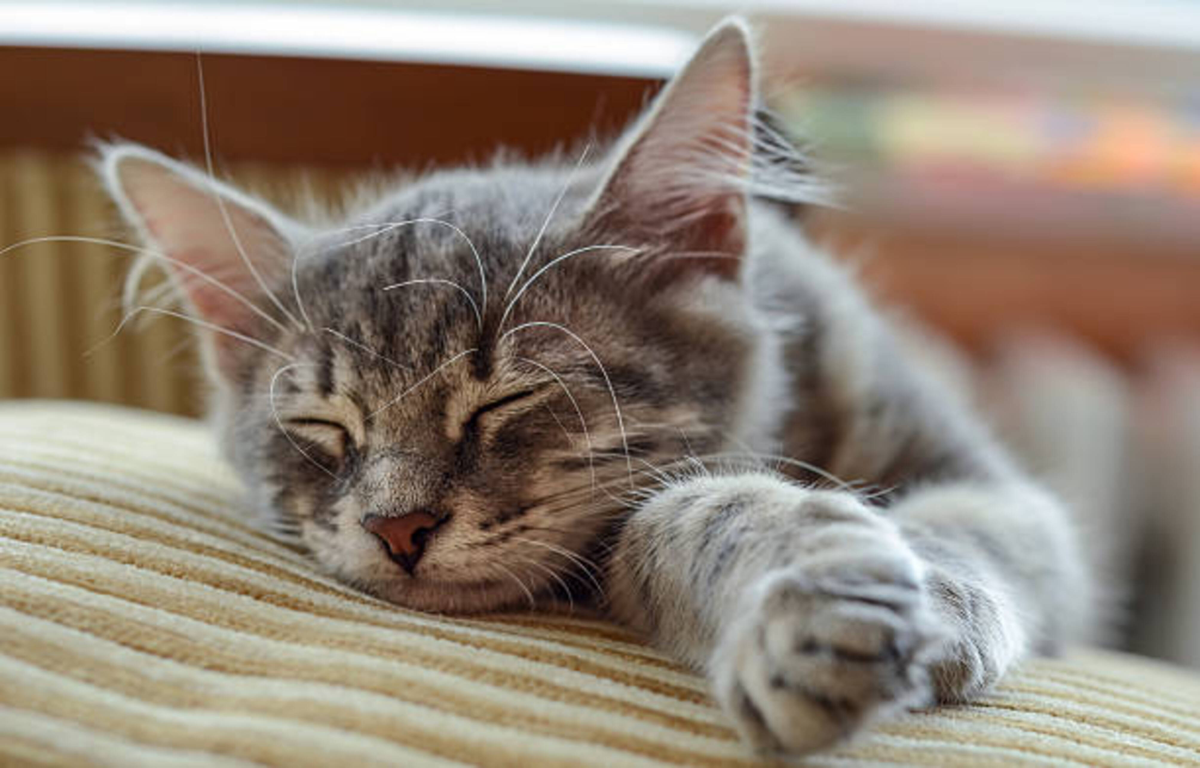 Chat allongé qui dort