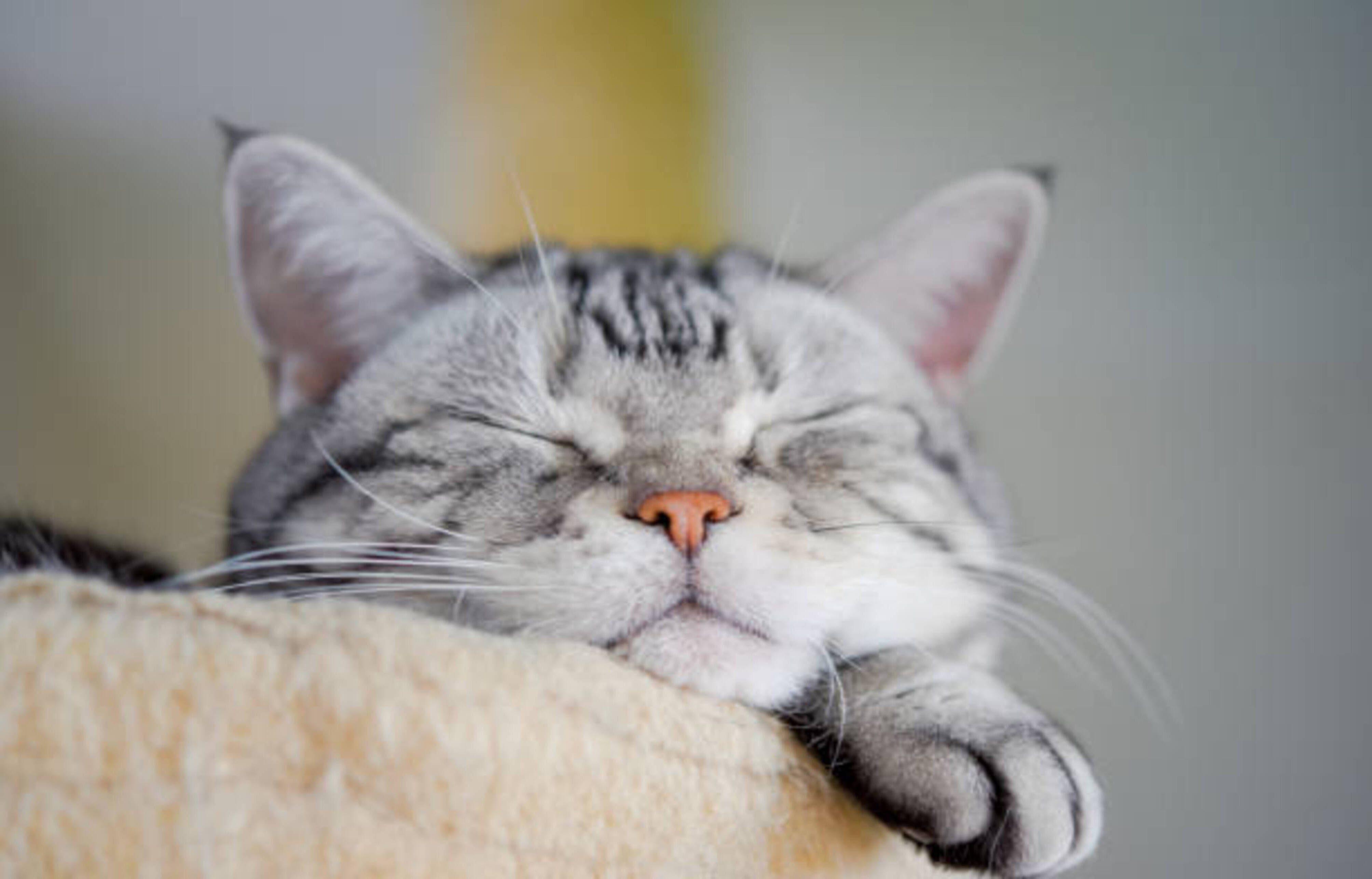 tête d'un chat qui dort