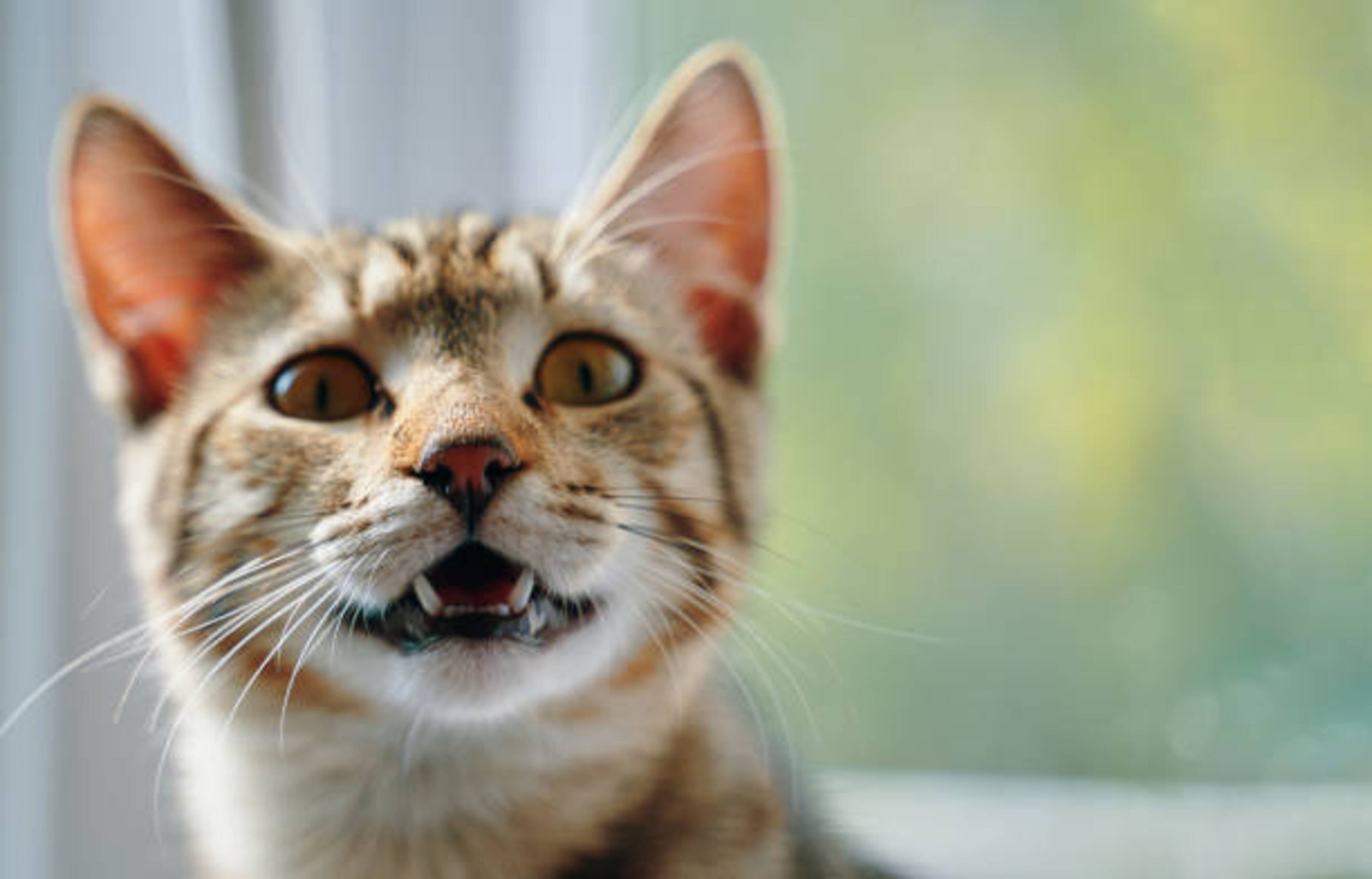 chat qui miaule