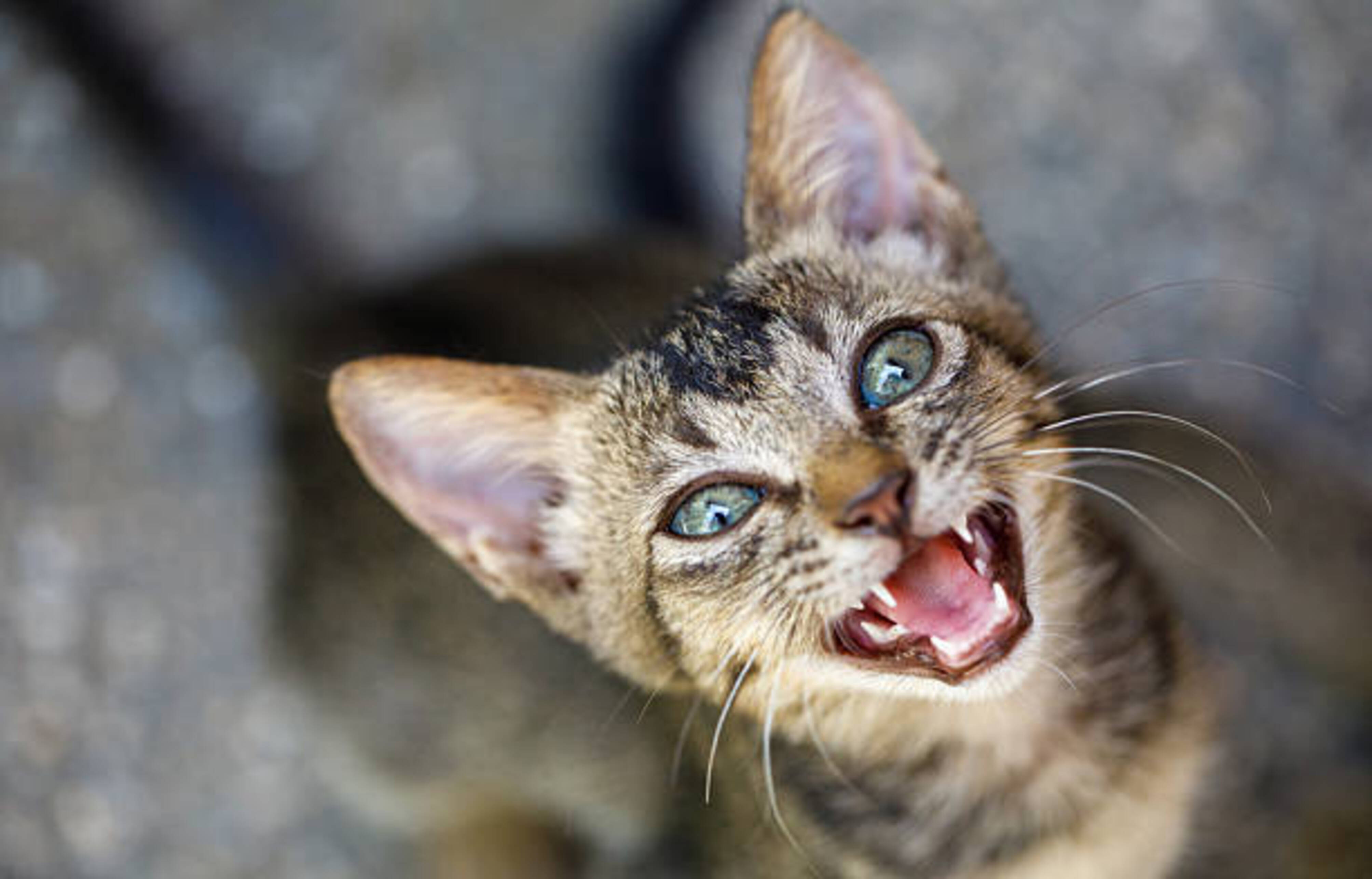 chat qui miaule