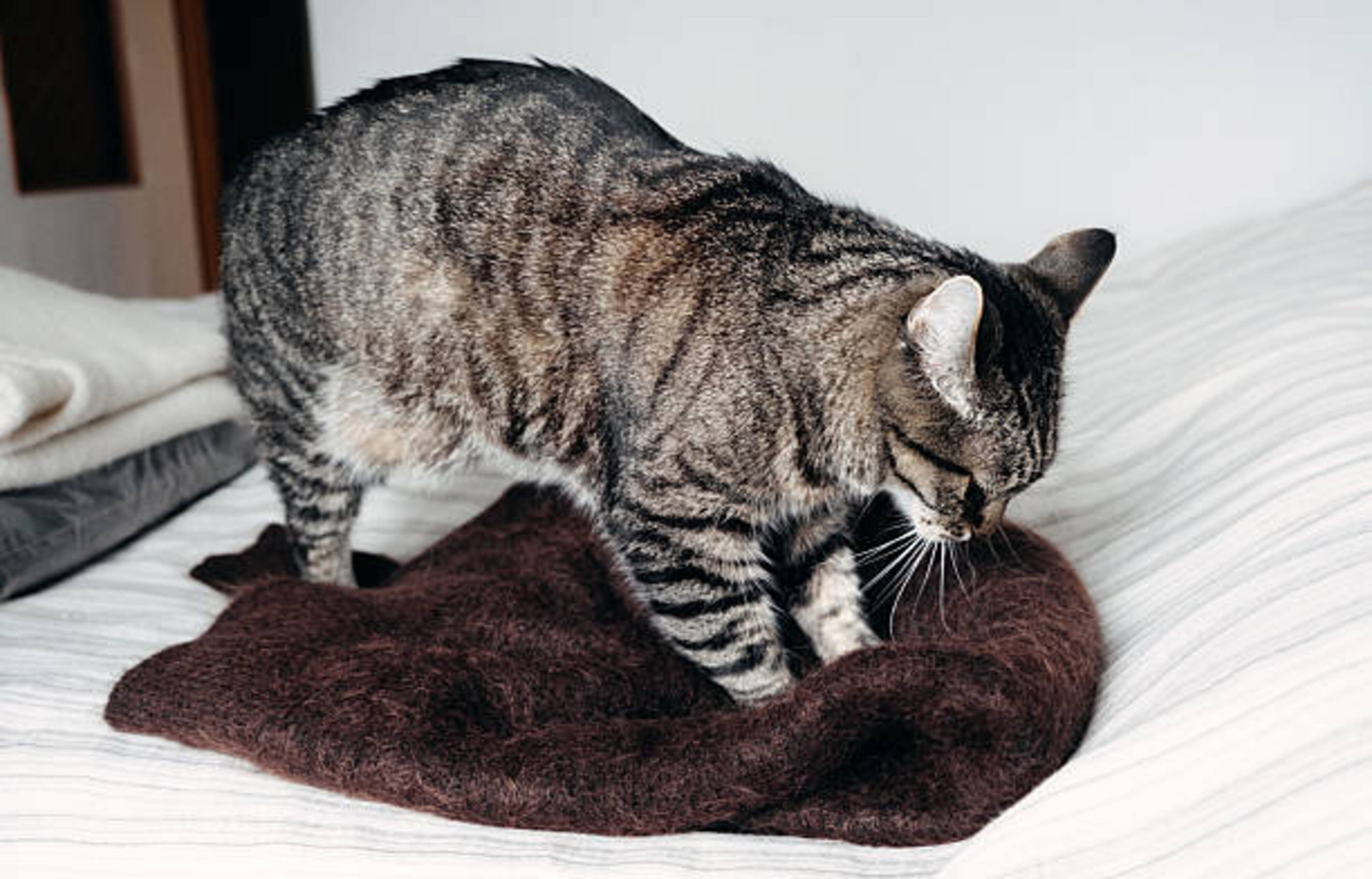 chat qui petrit une couverture