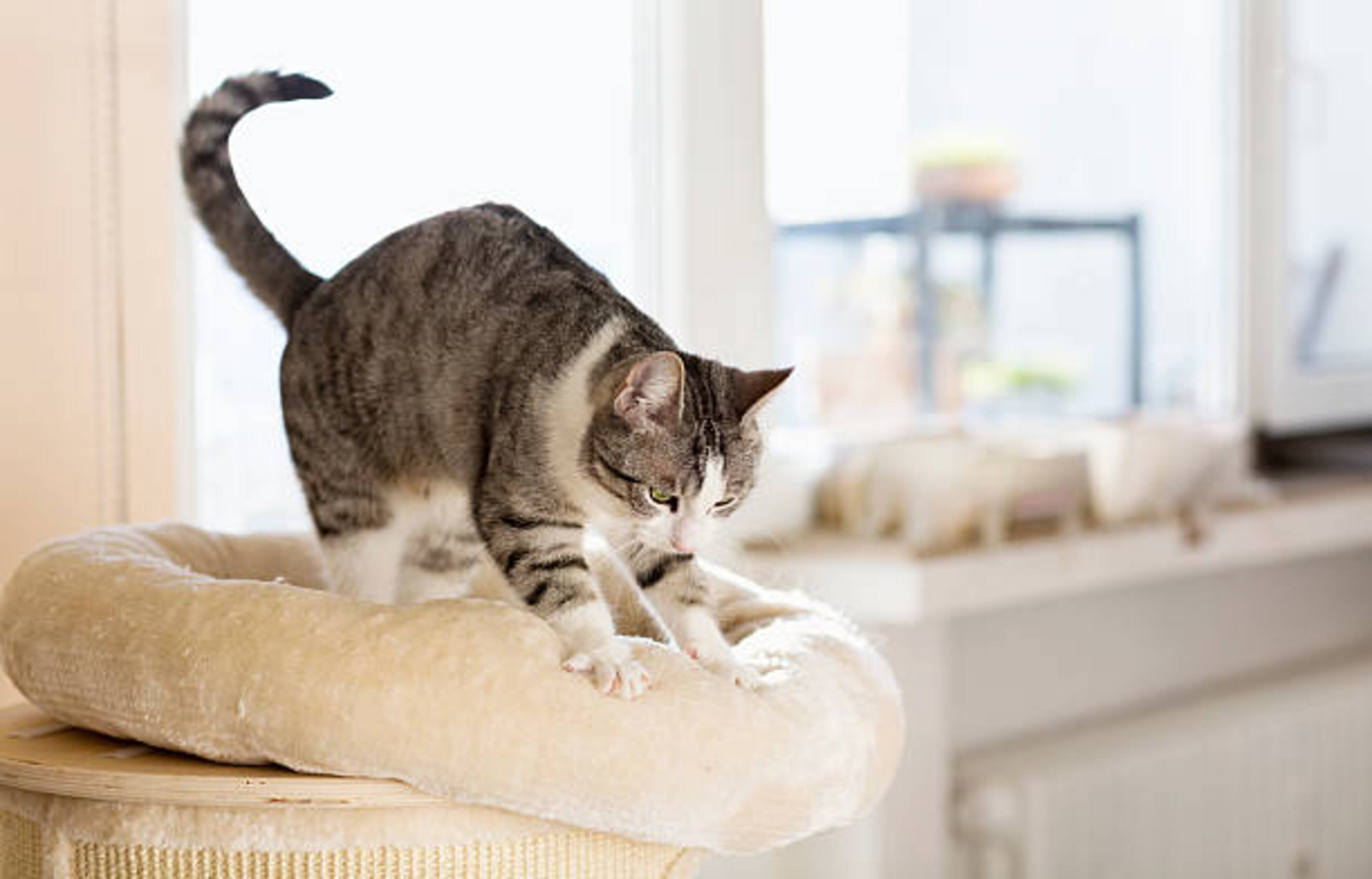 chat qui pétrit son couchage