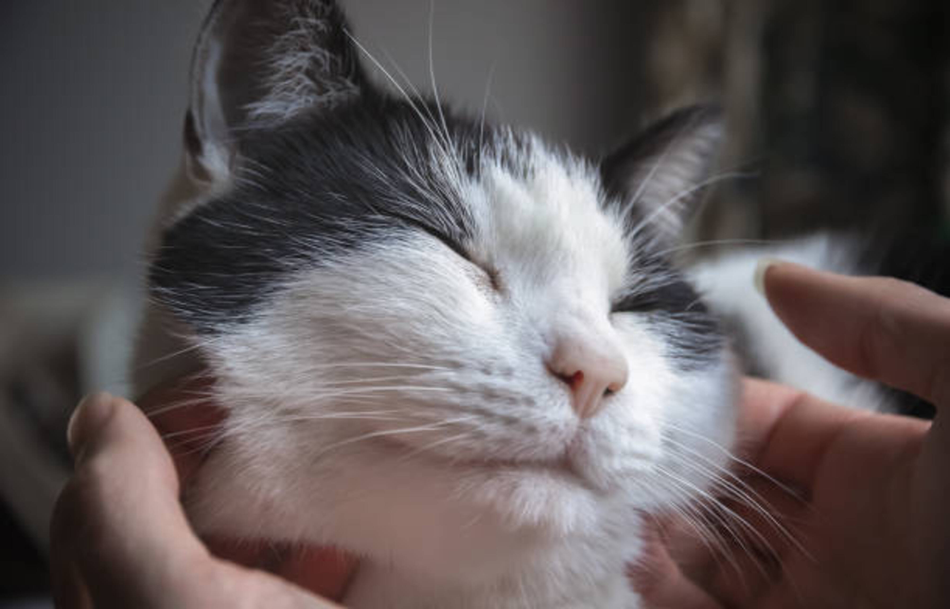 chat qui ronronne quand une femme lui gratouille la tête