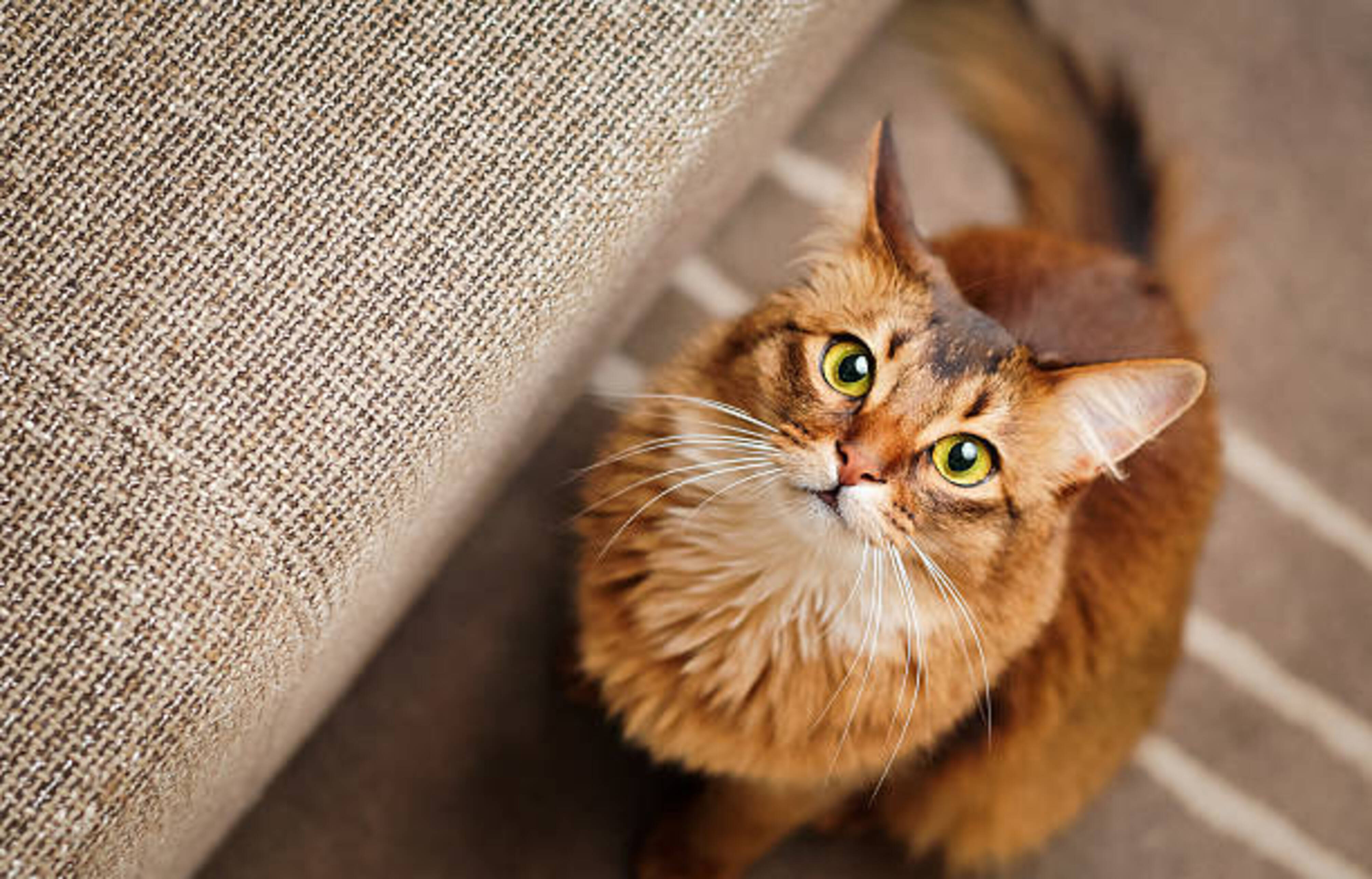 chat somali assis qui nous regarde