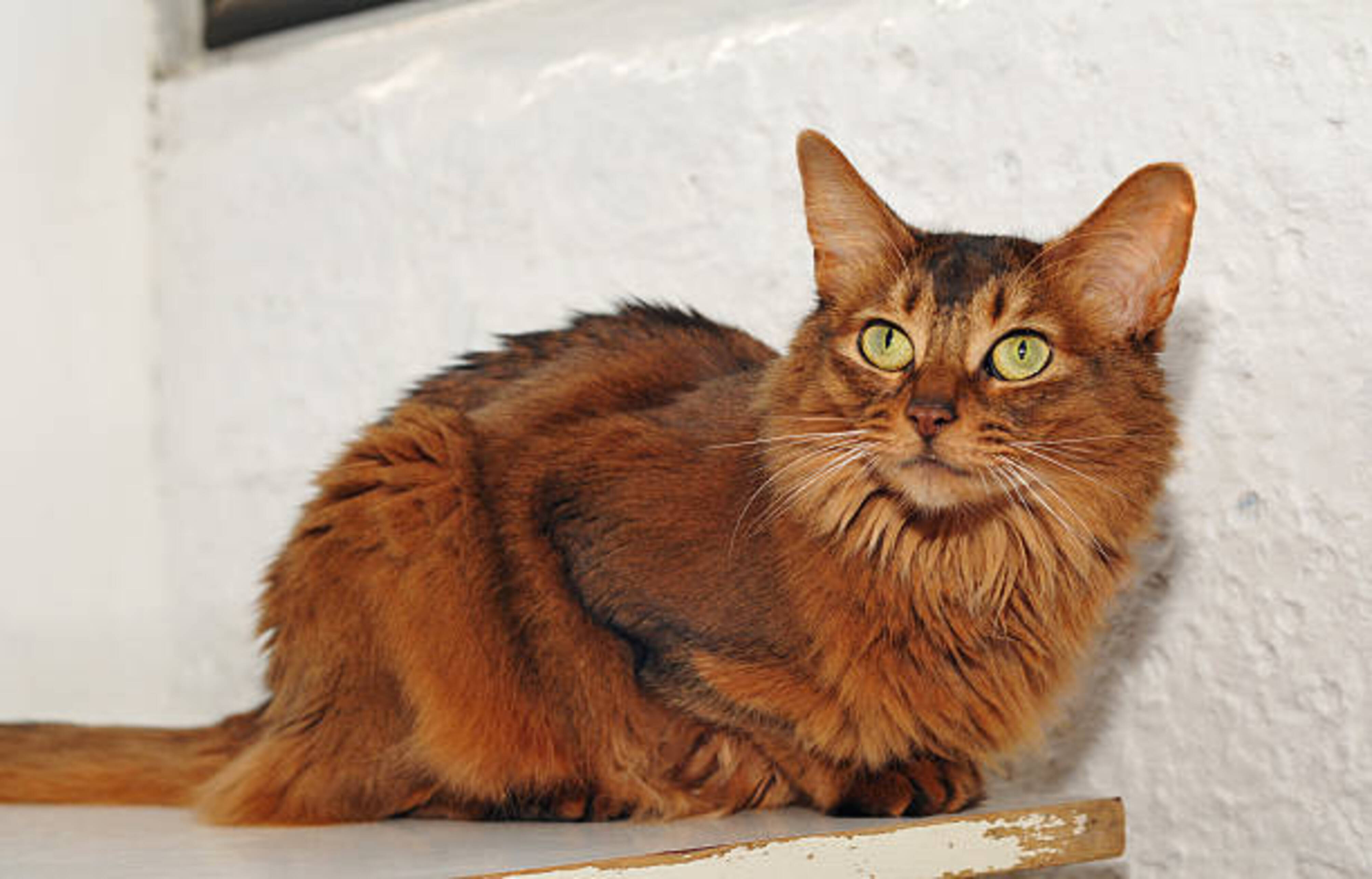 chat somali allongé qui nous regarde