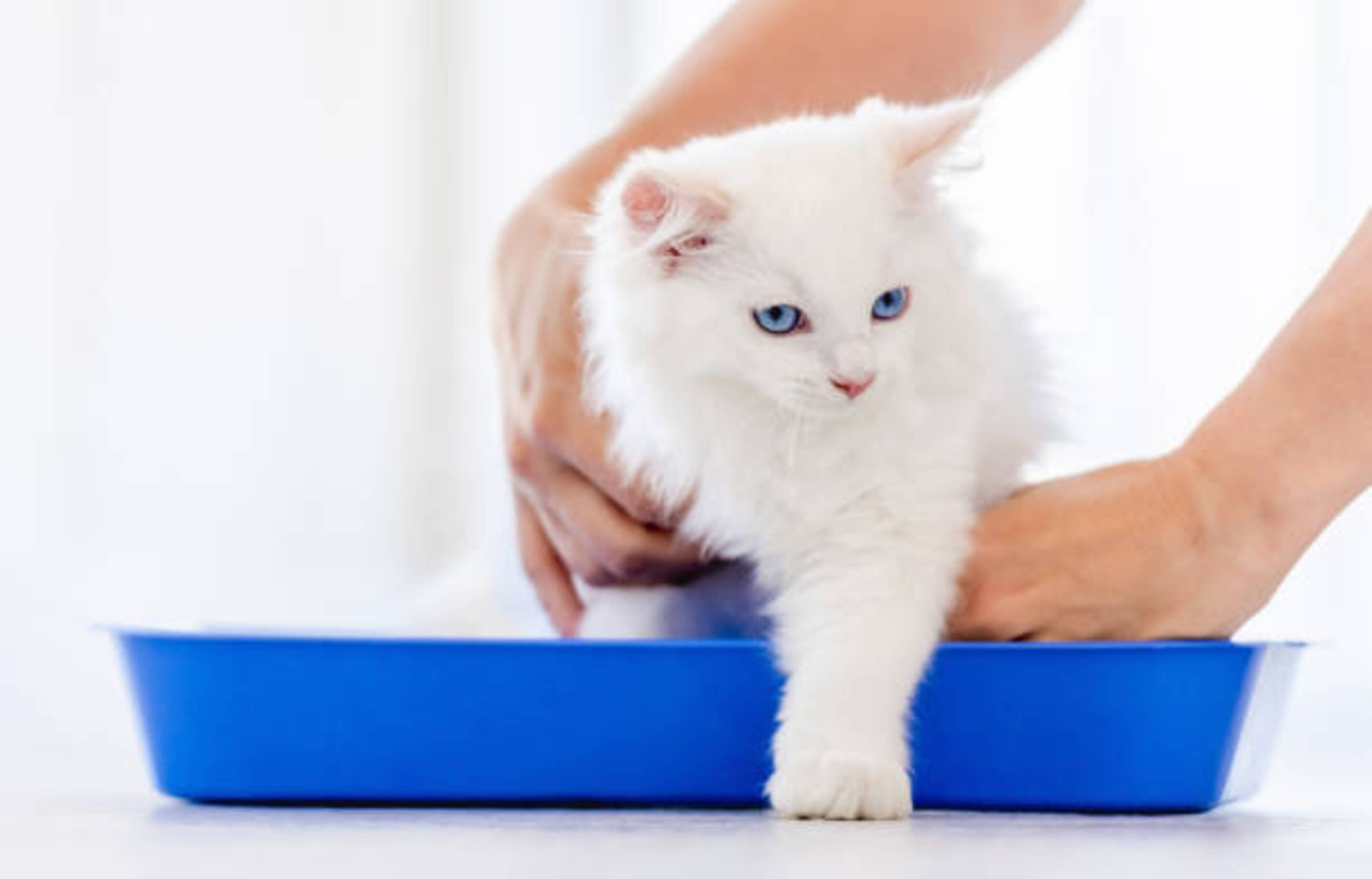 chaton blanc posé dans une litière bleue