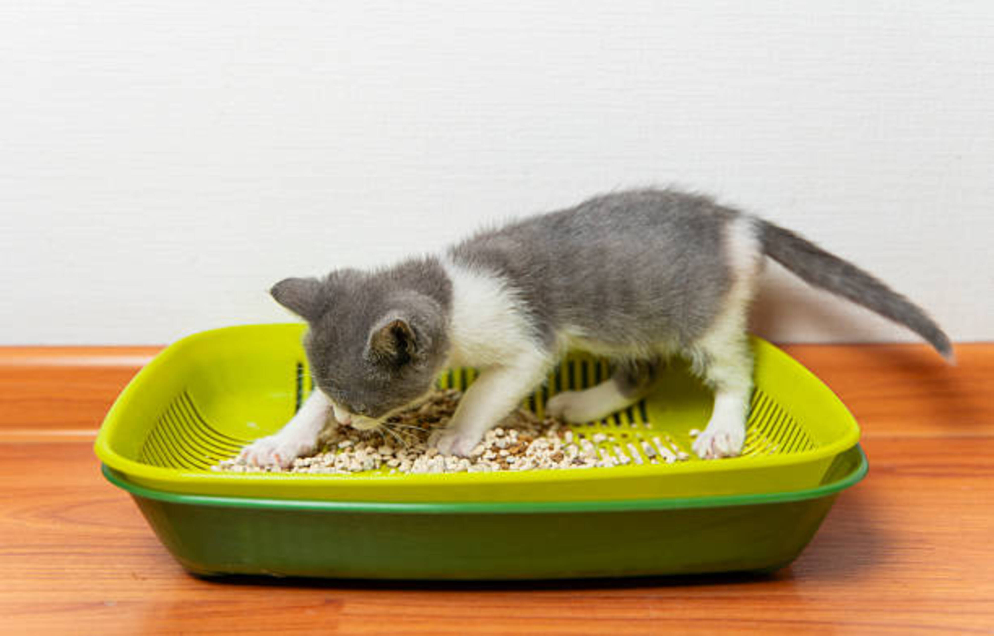 chaton qui gratte sa litière dans un bac vert