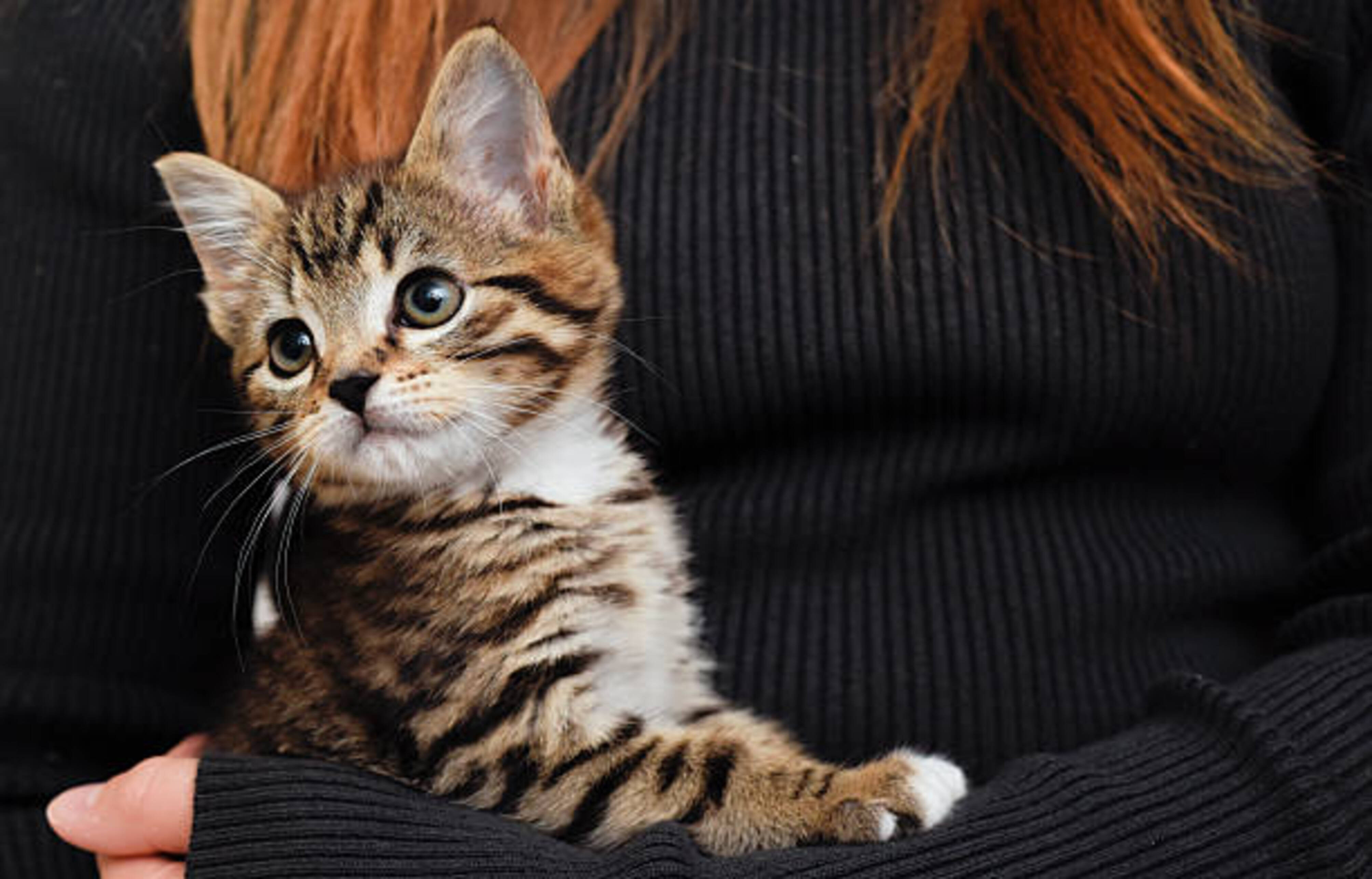 chaton dans les bras d'une femme