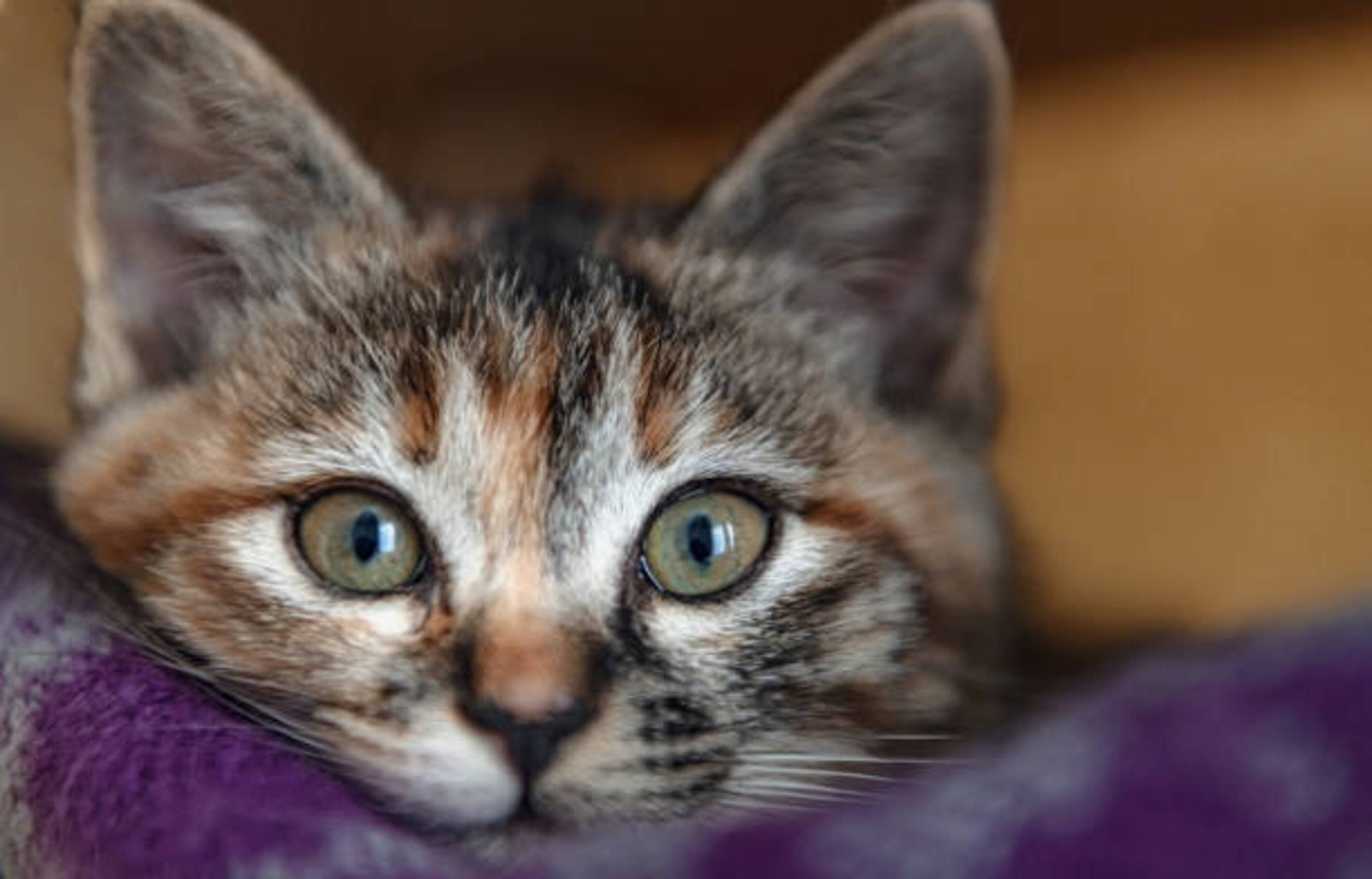 tête d'un chaton