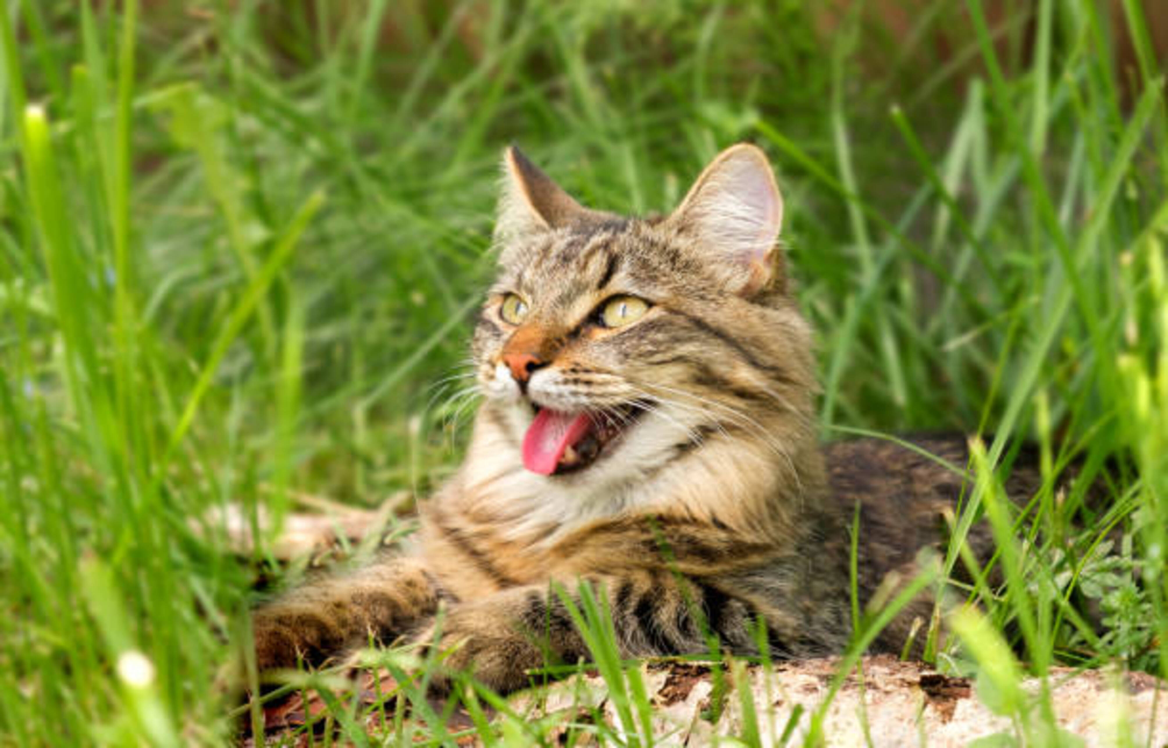 chat allongé dans l'herbe qui a chaud