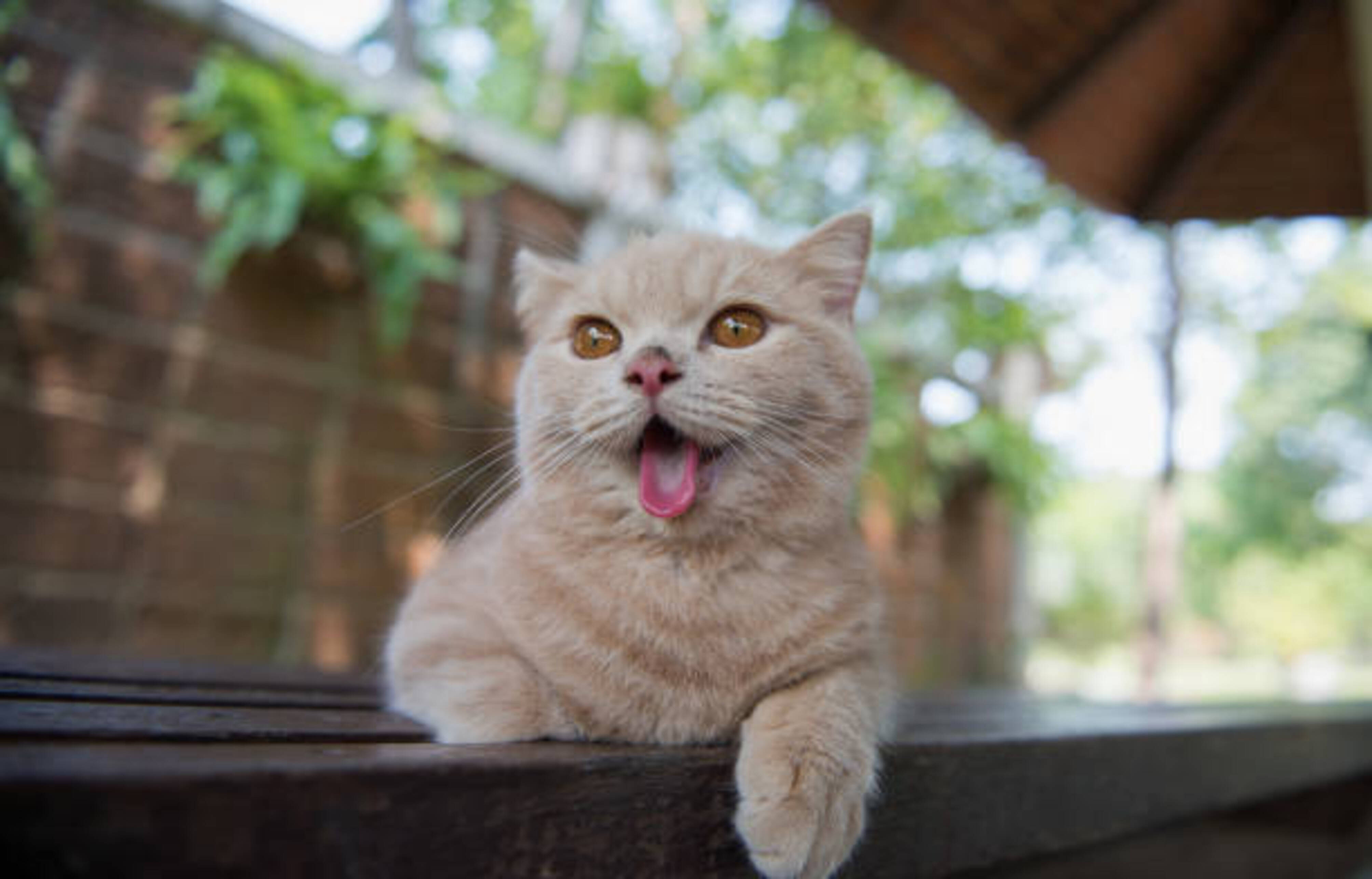 chat à  l'extérieur qui a chaud