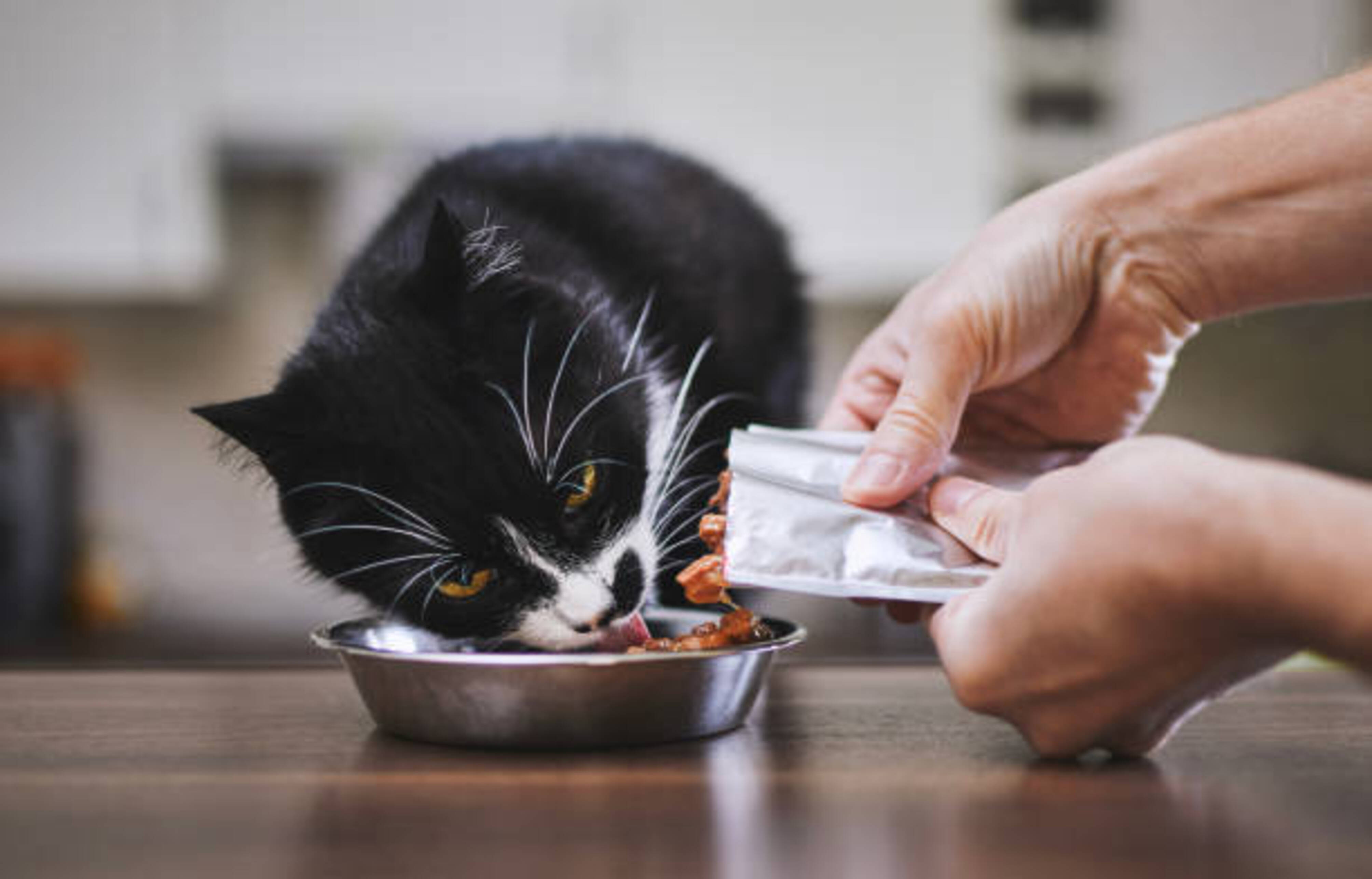 personne qui met de la nourriture hulide dans la gamelle de son chat