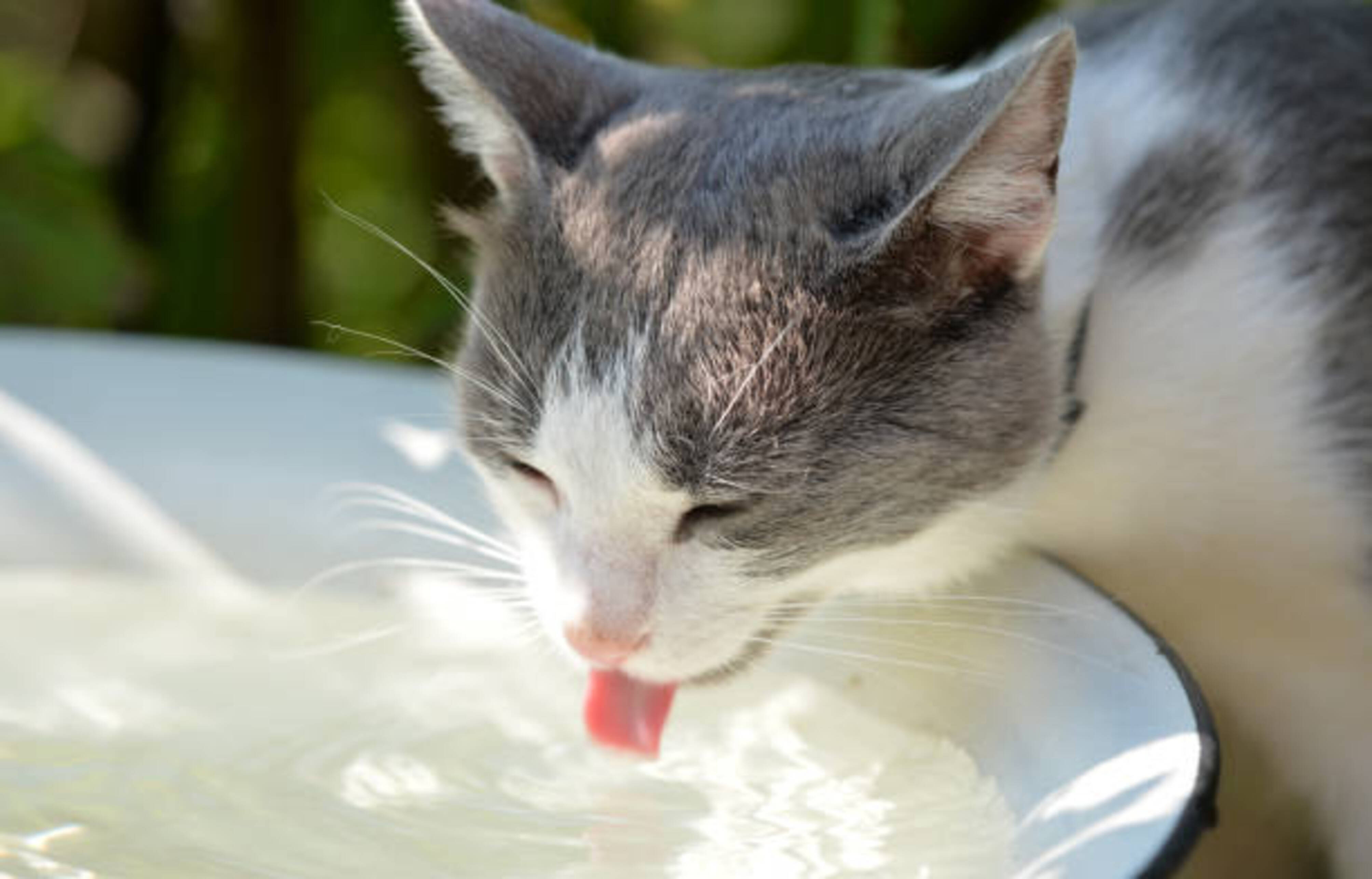 chat qui boit de l'eau