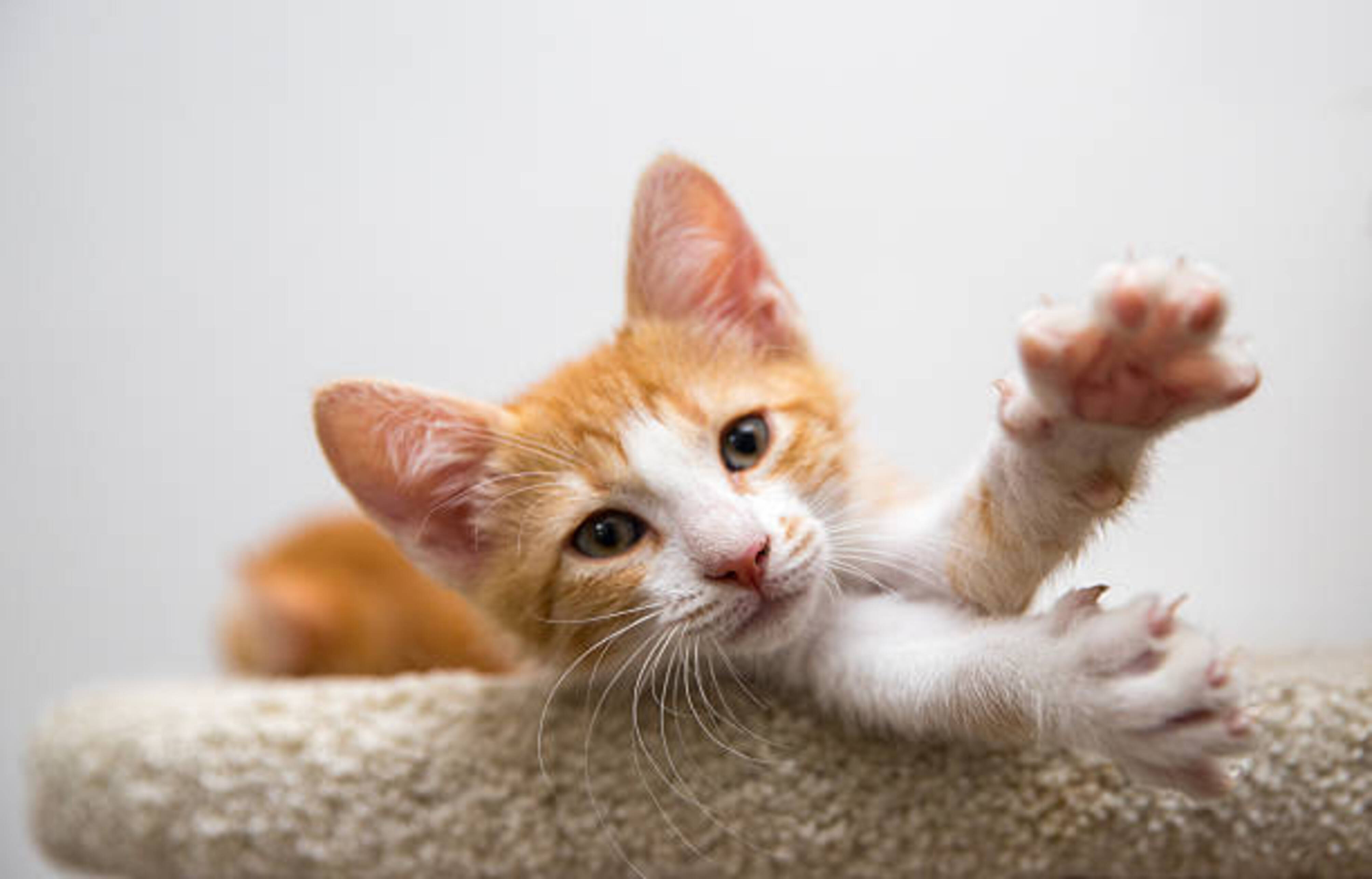 Chaton qui sort ses griffes
