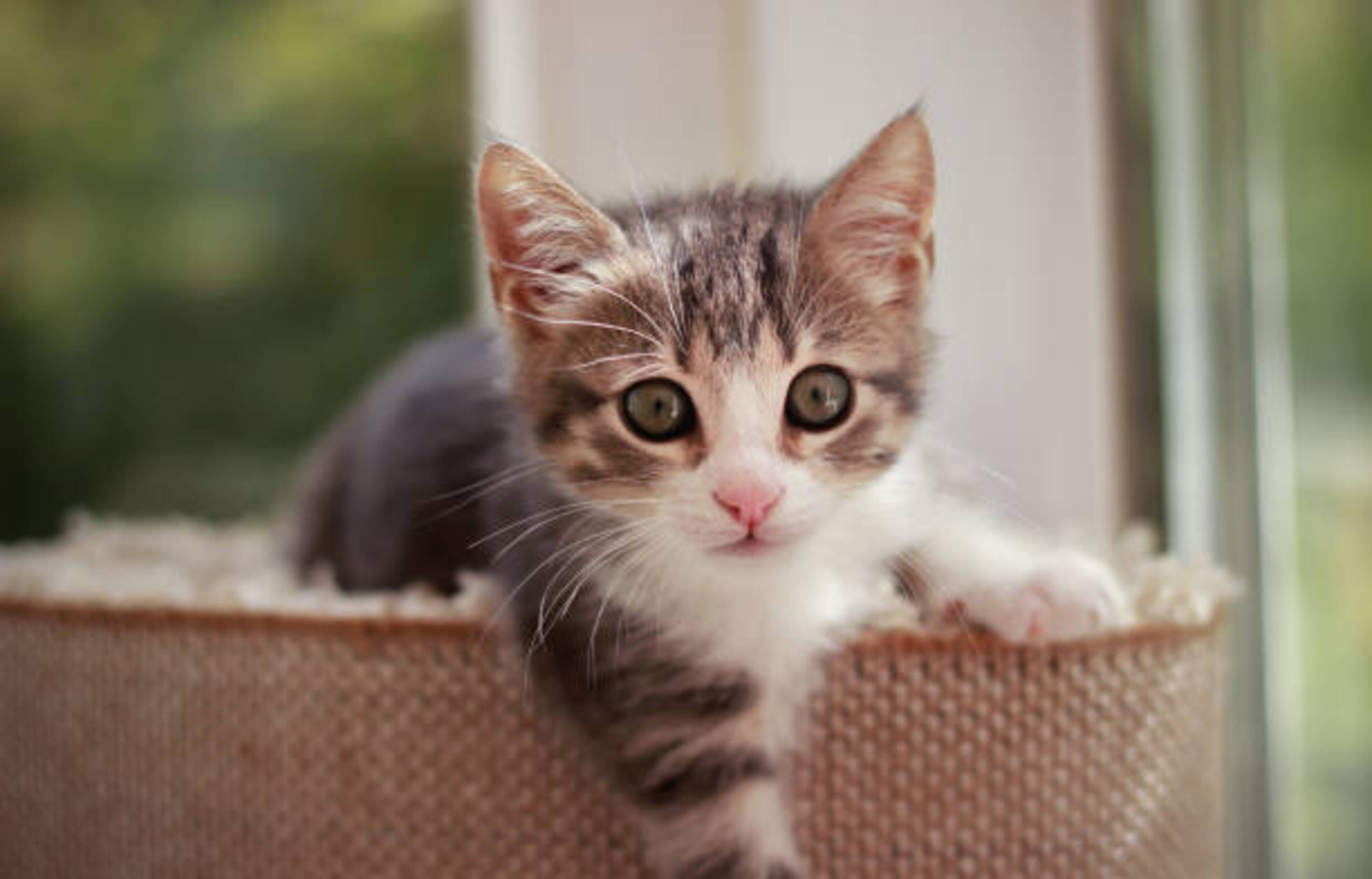 chaton sur un arbre à chat