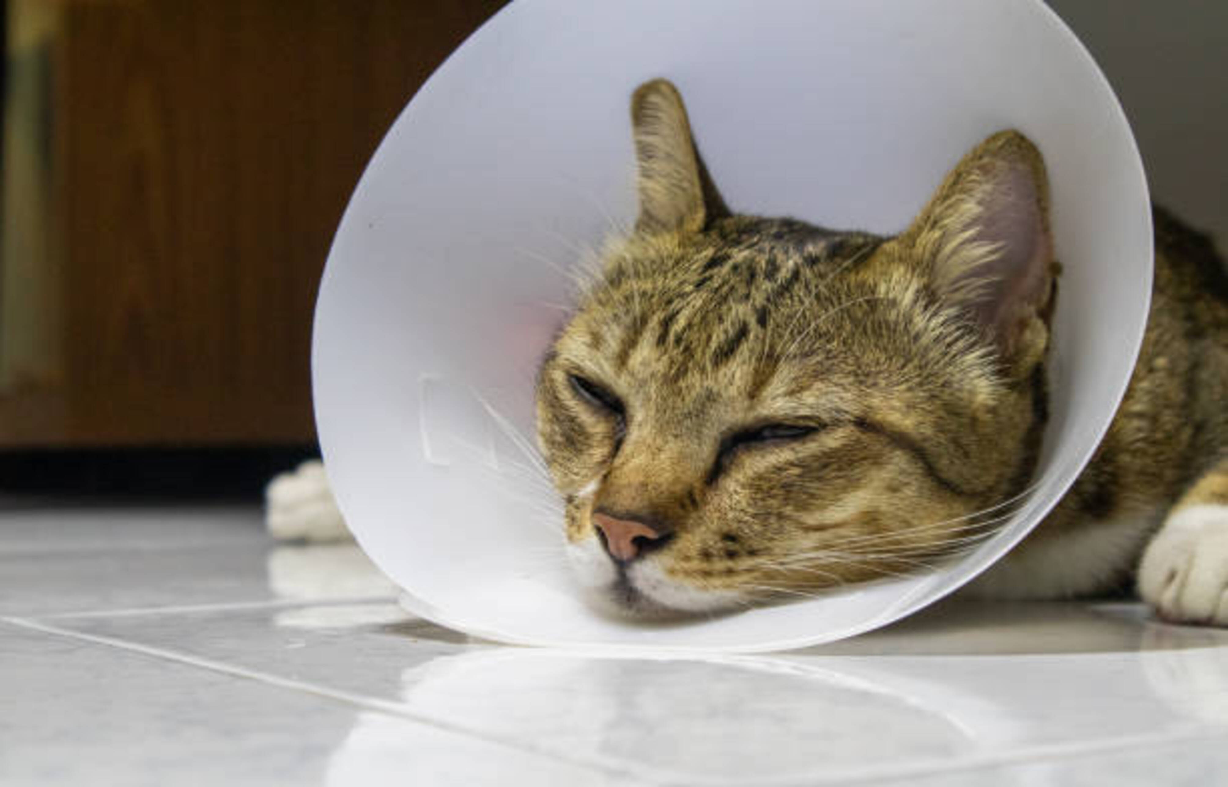 chat avec une collerette