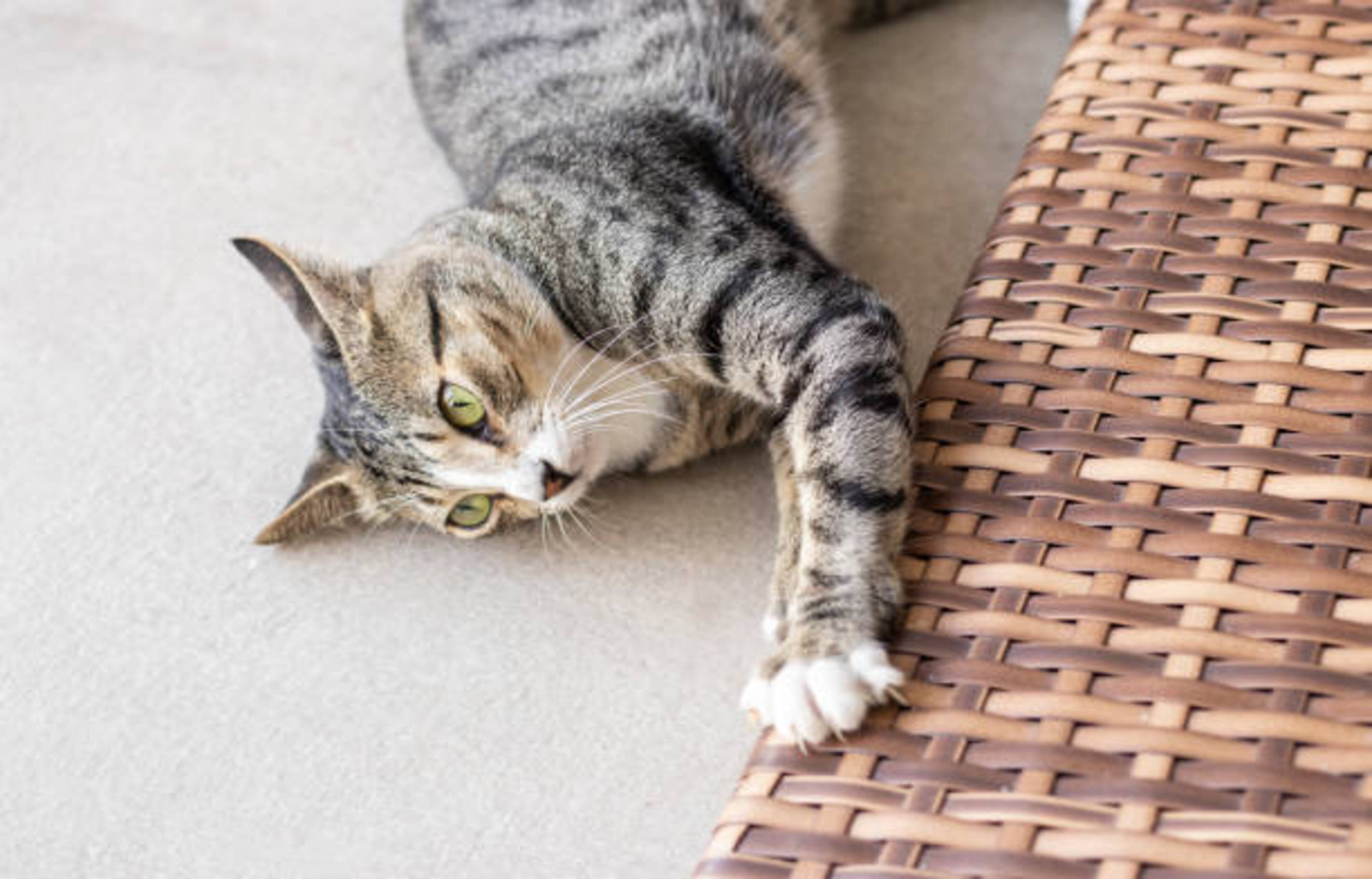 chat qui fait ses griffes sur un tapis