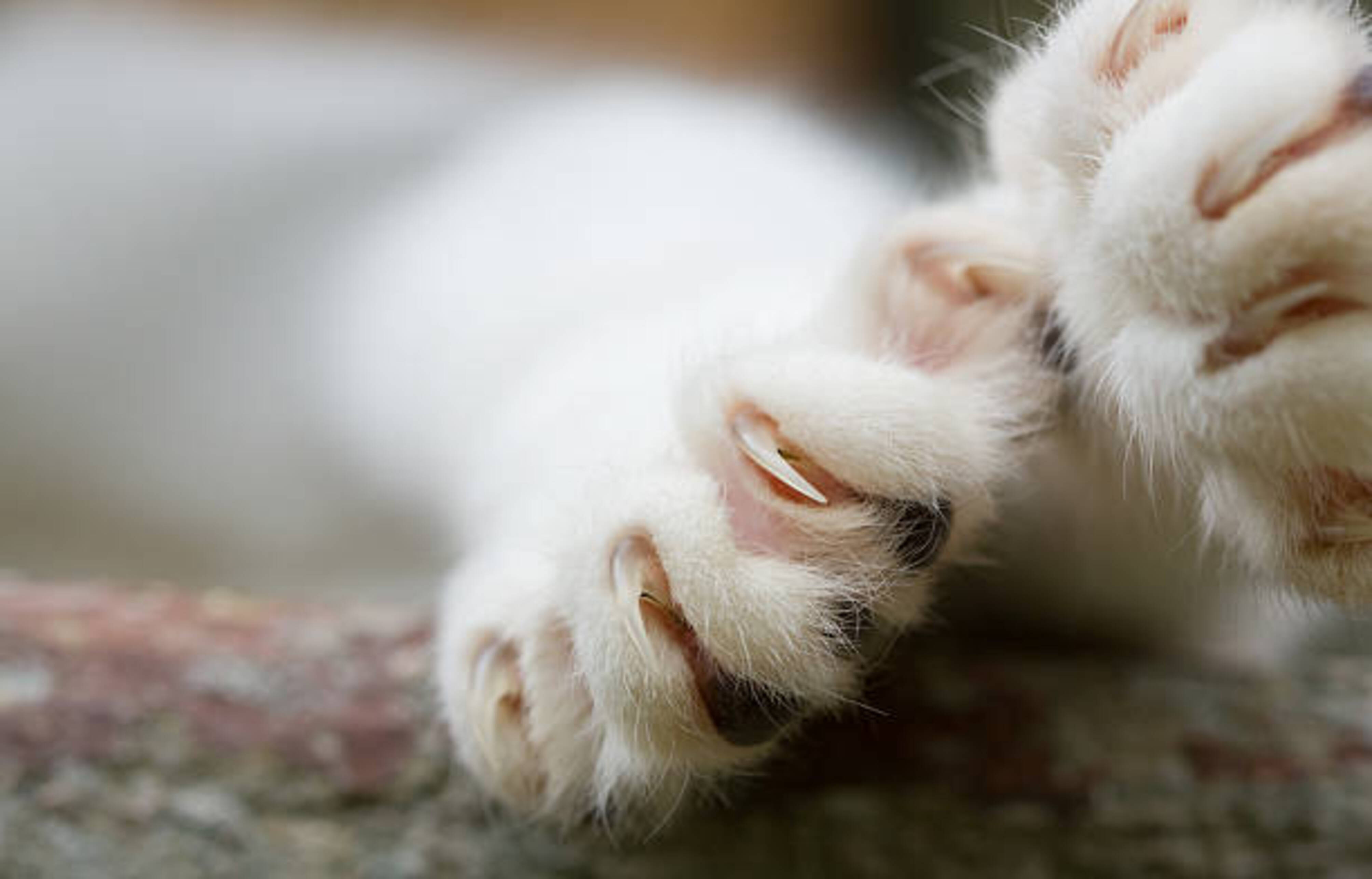 pattes de chat avec les griffes ressorties