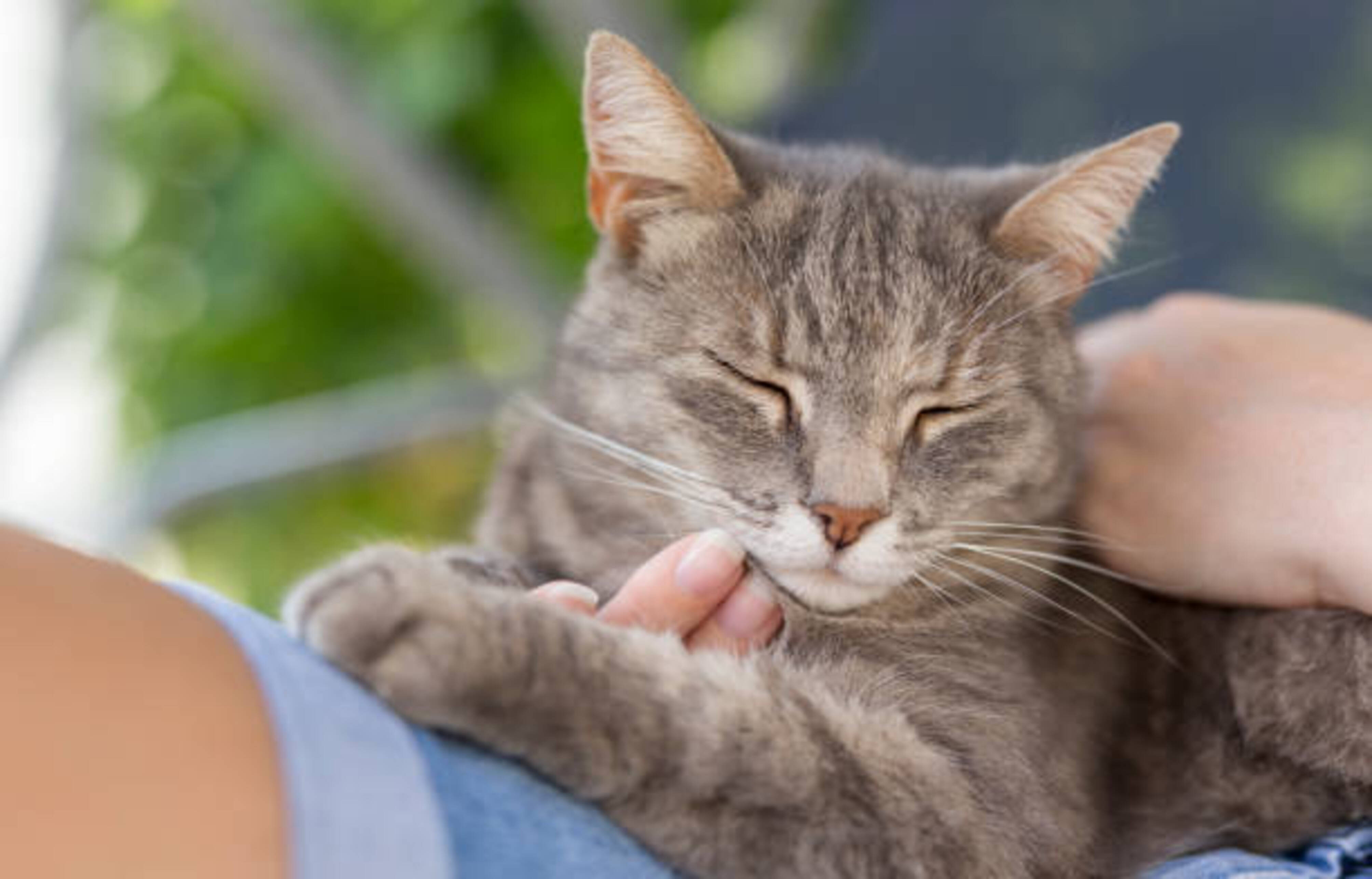 chat qui se fait caresser sur les genoux d'une femme
