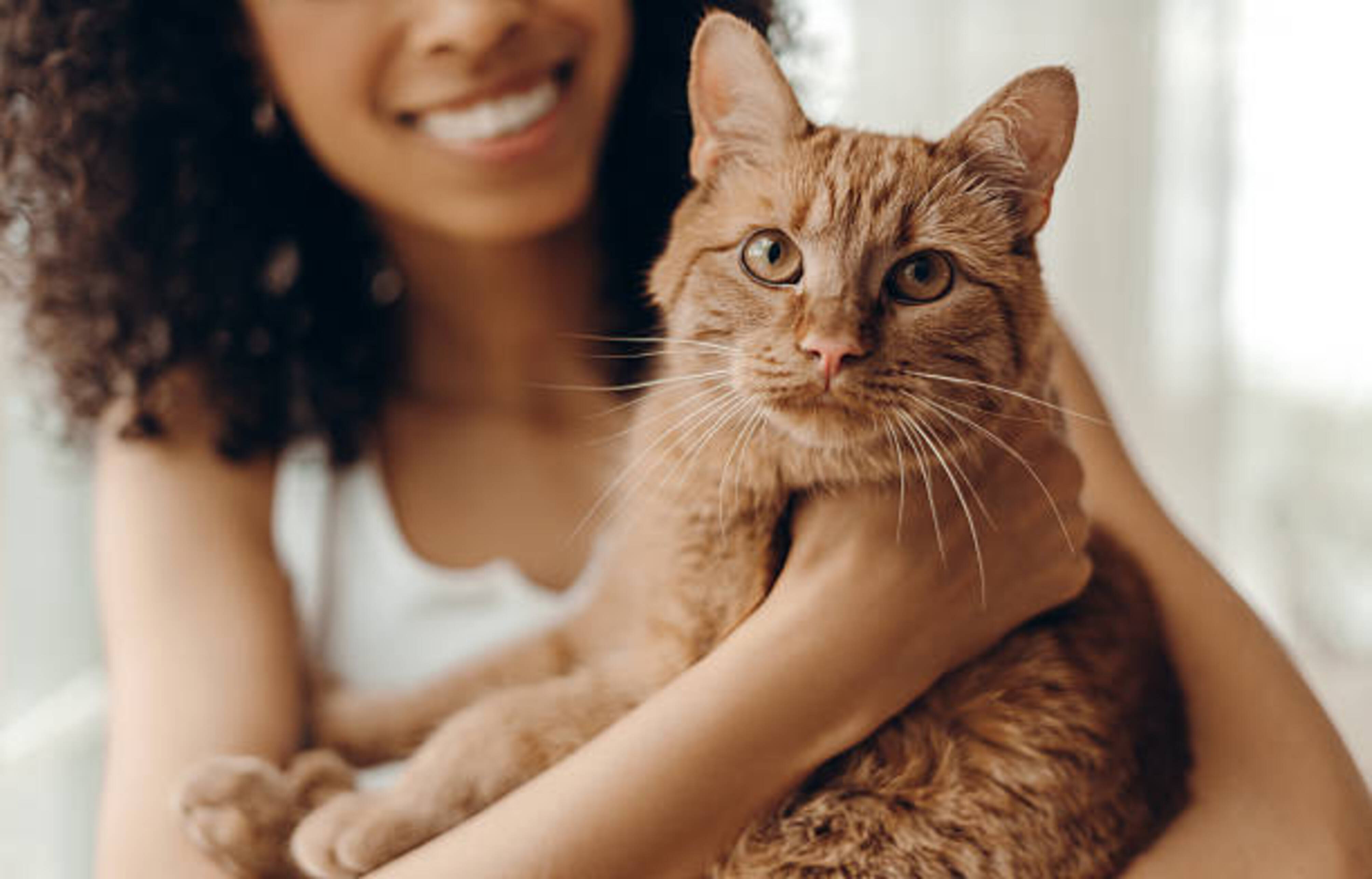 femme qui tient dans ses bras un chat roux