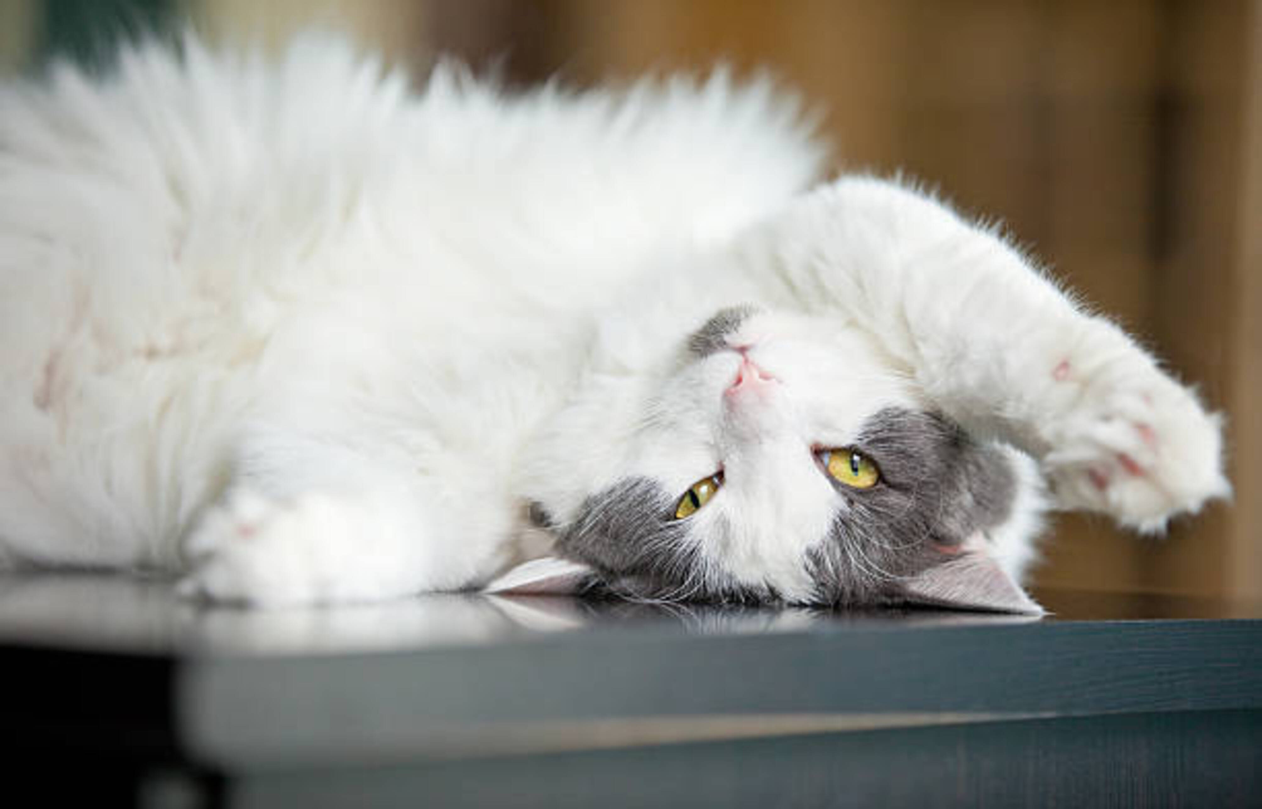 chat détendu allongé sur le dos