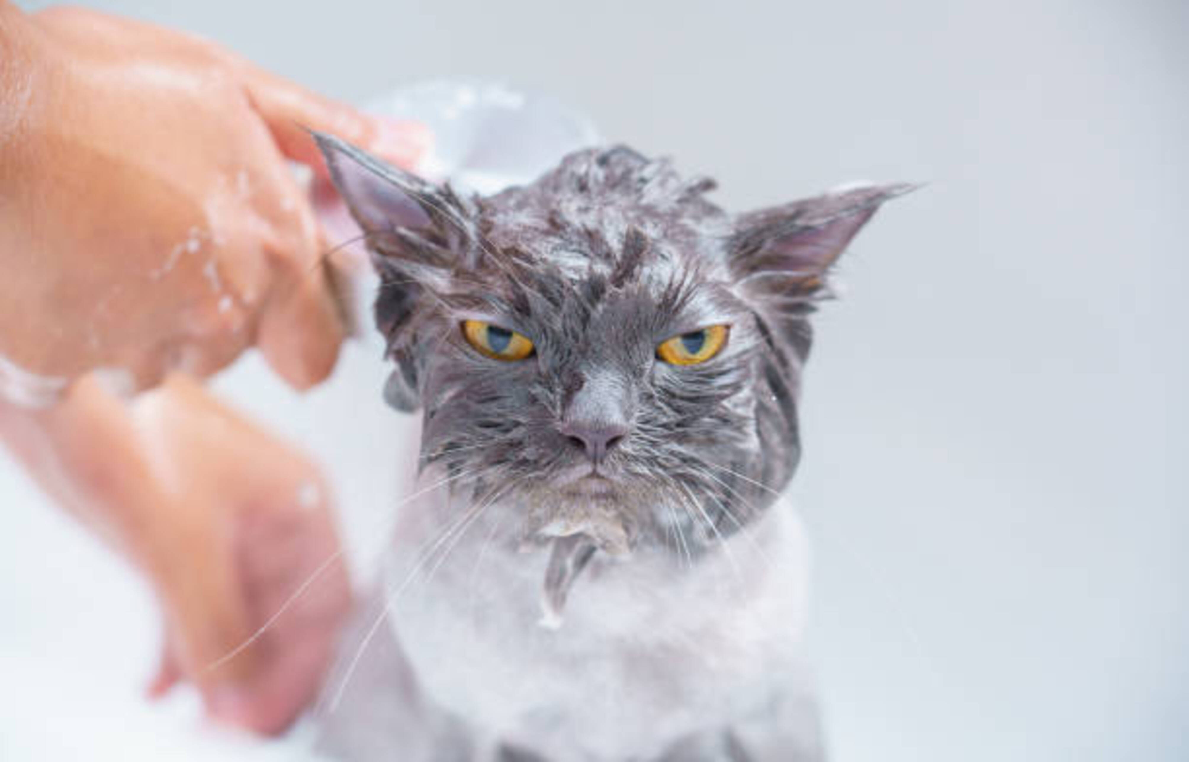 humaine qui lave son chat dans une baignoire