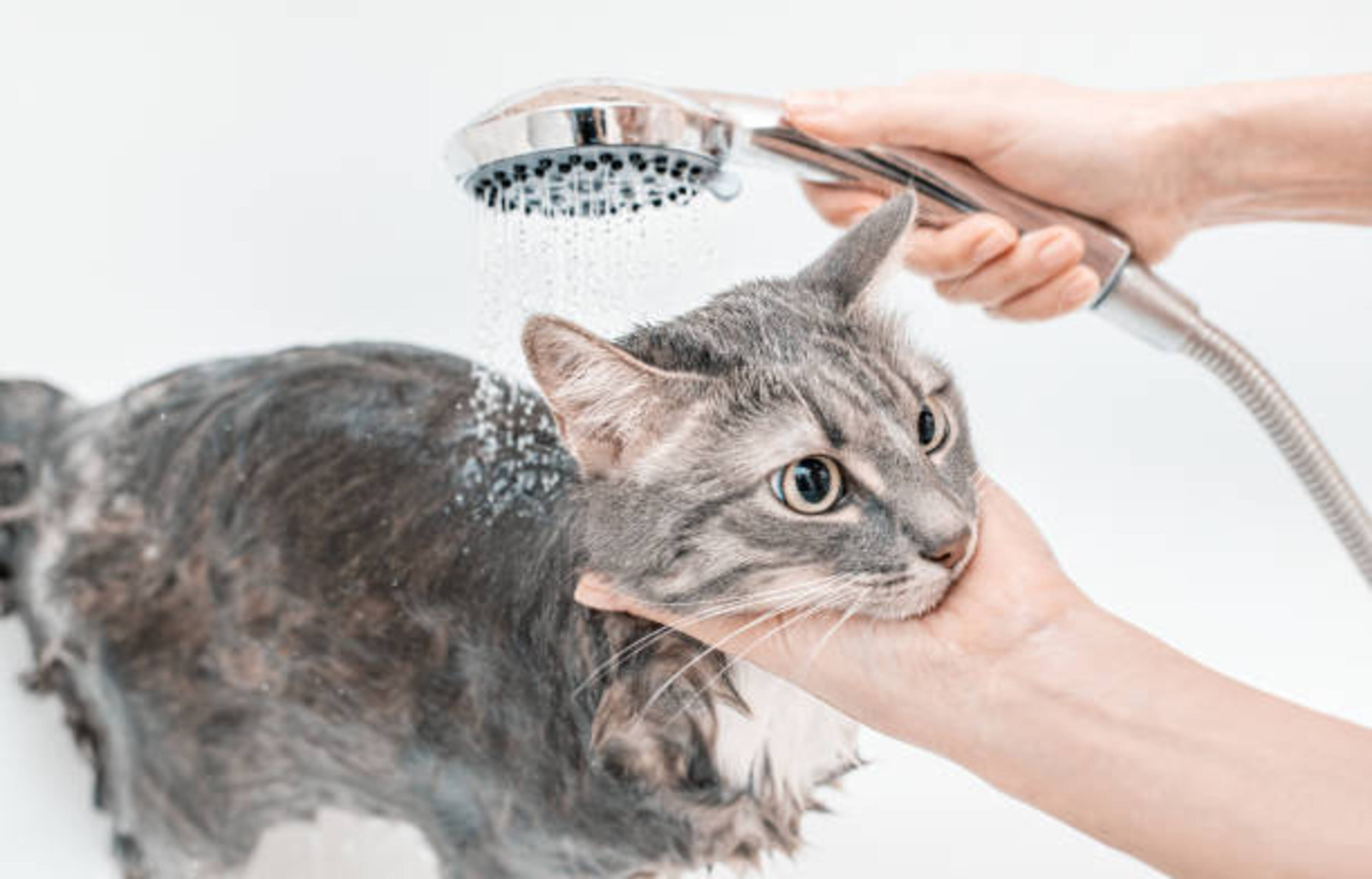 femme qui lave son chat dans une baignoire