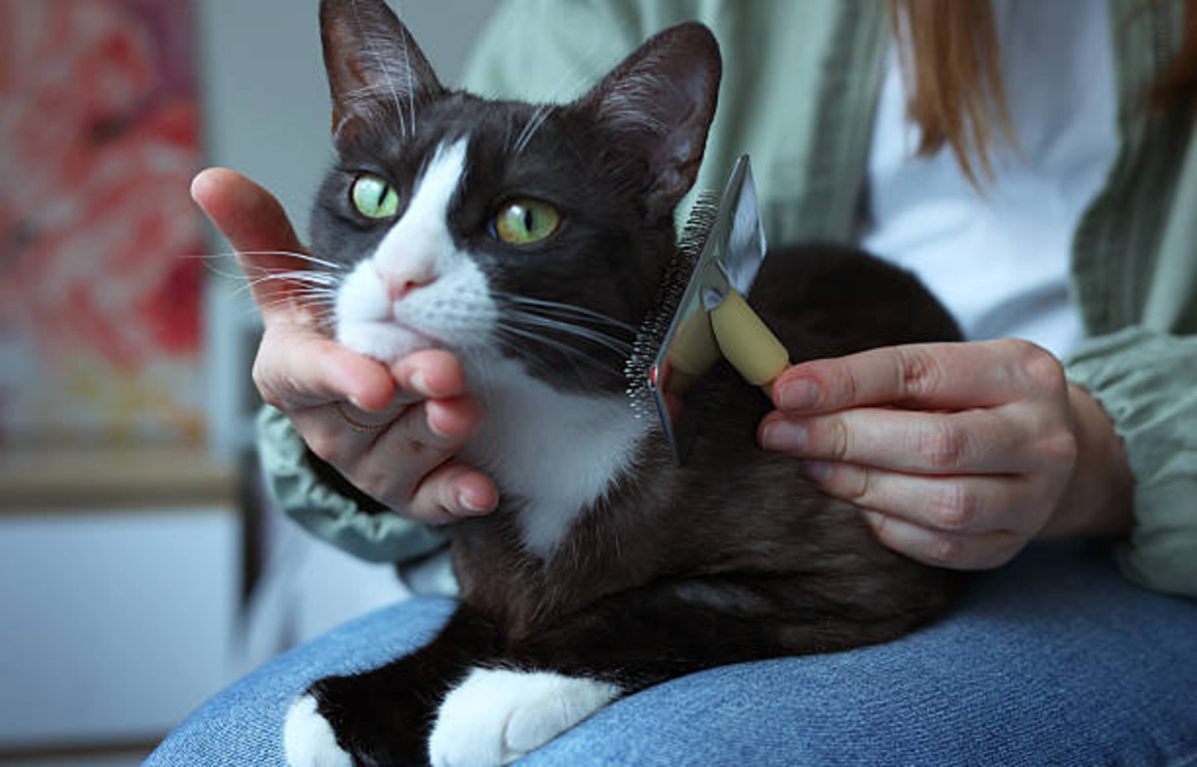 femme qui toilette un chat posé sur ses genoux