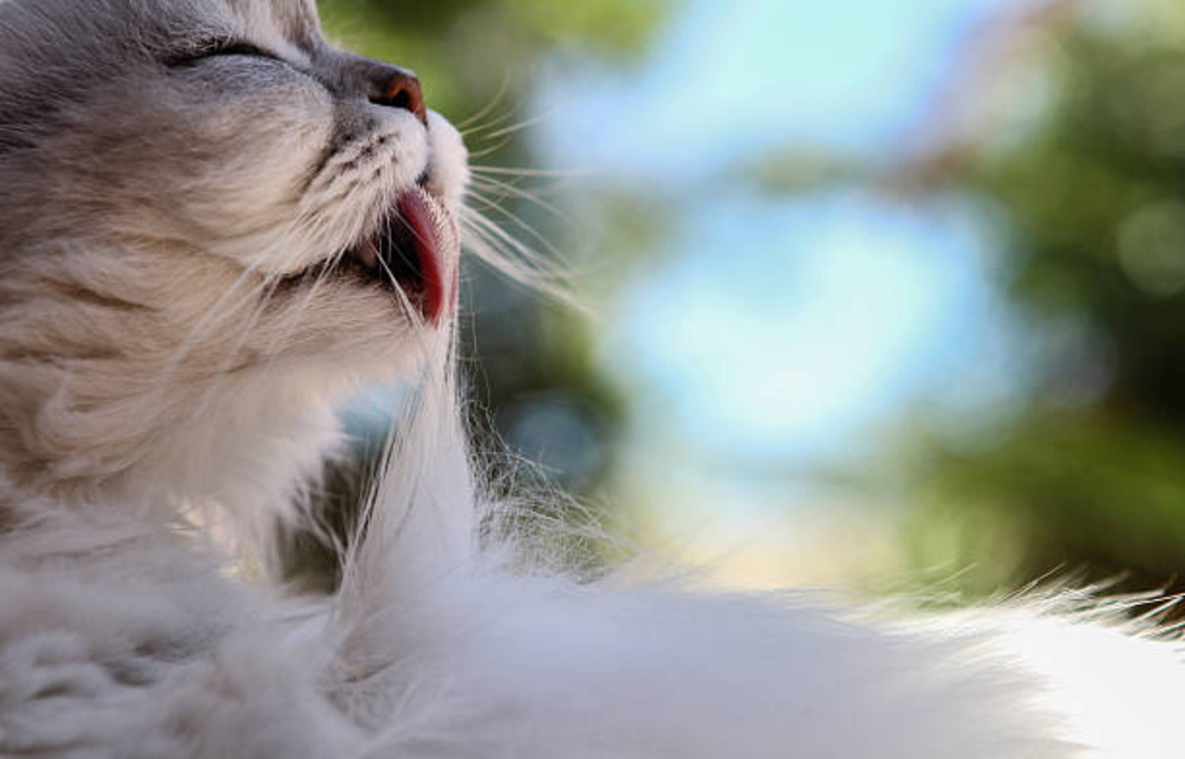 chat qui lèche ses poils