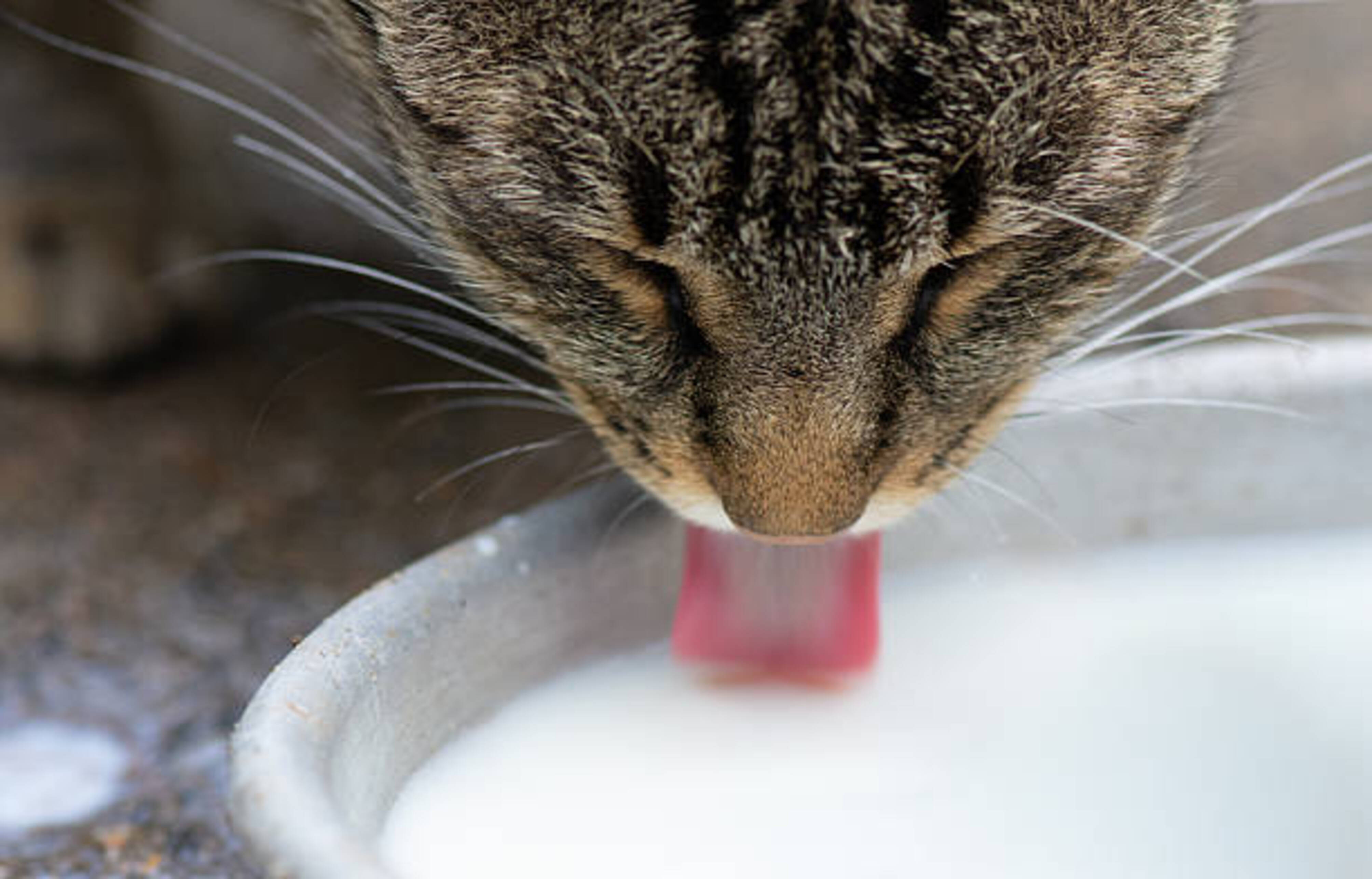chat adulte qui boit du lait