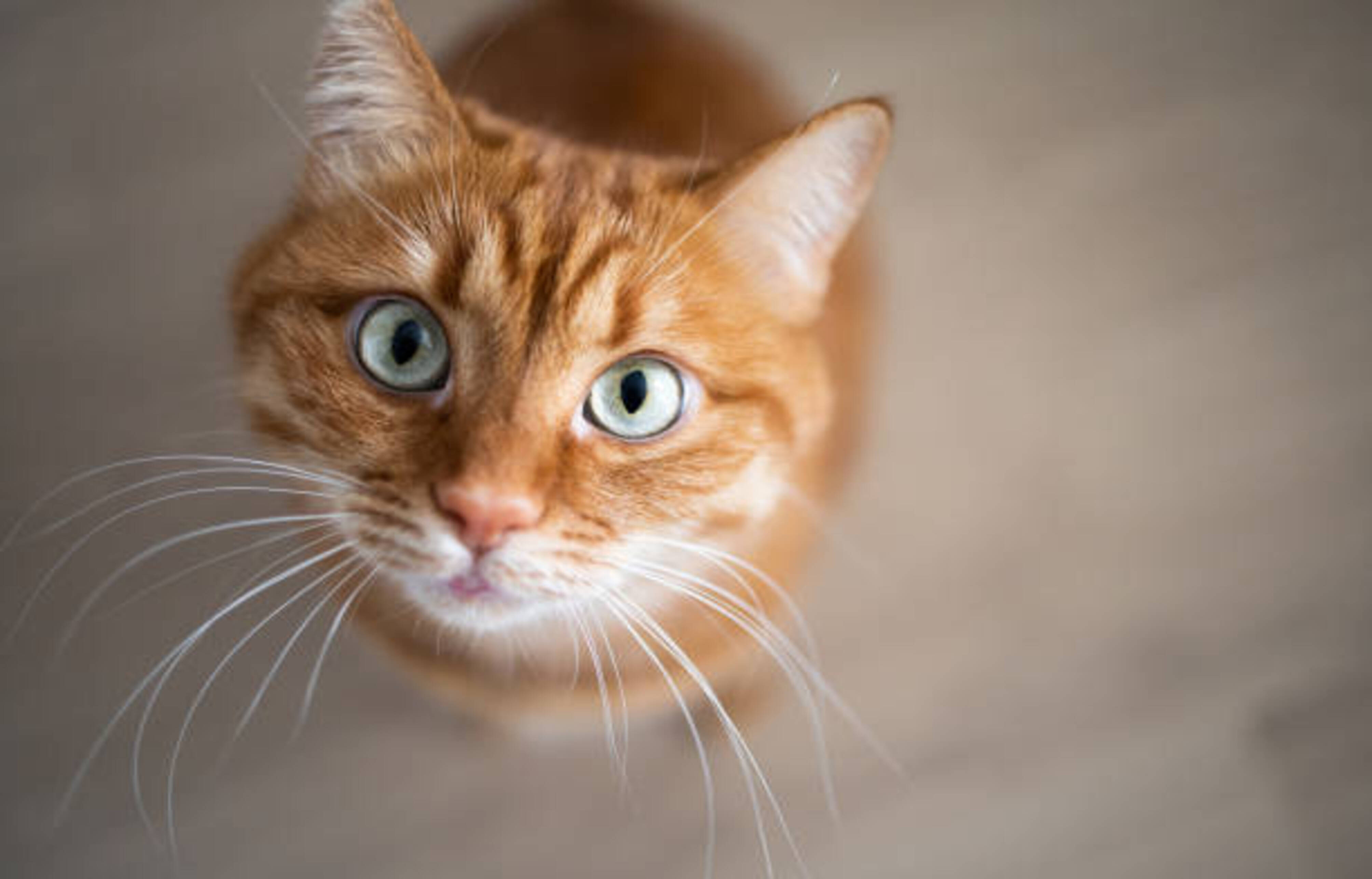chat roux qui nous regarde avec des yeux ouverts en grand