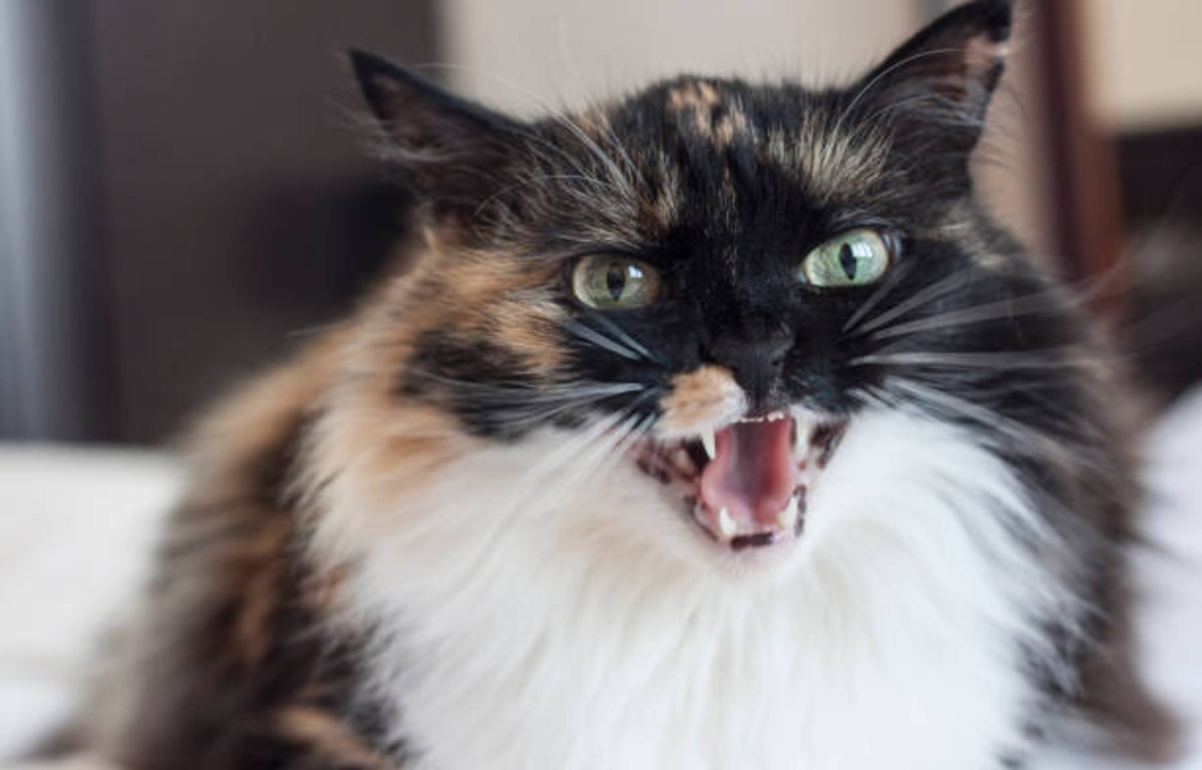 chat qui miaule